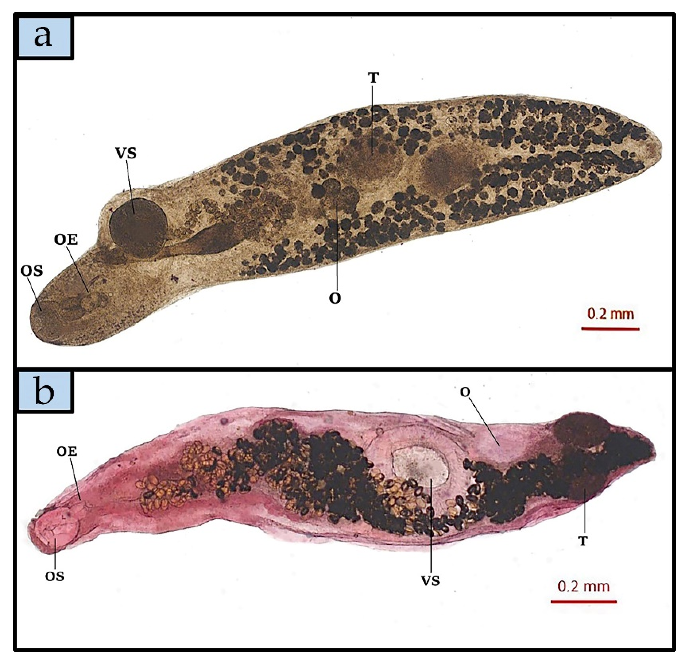 Animals 11 02523 g004 Animals 11 02523 g004