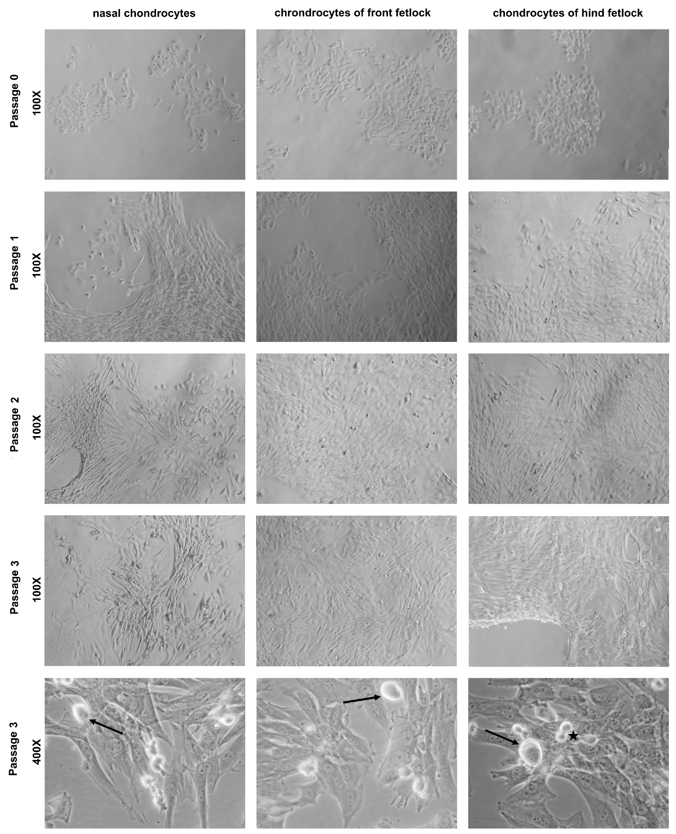 Animals 11 02542 g0a1