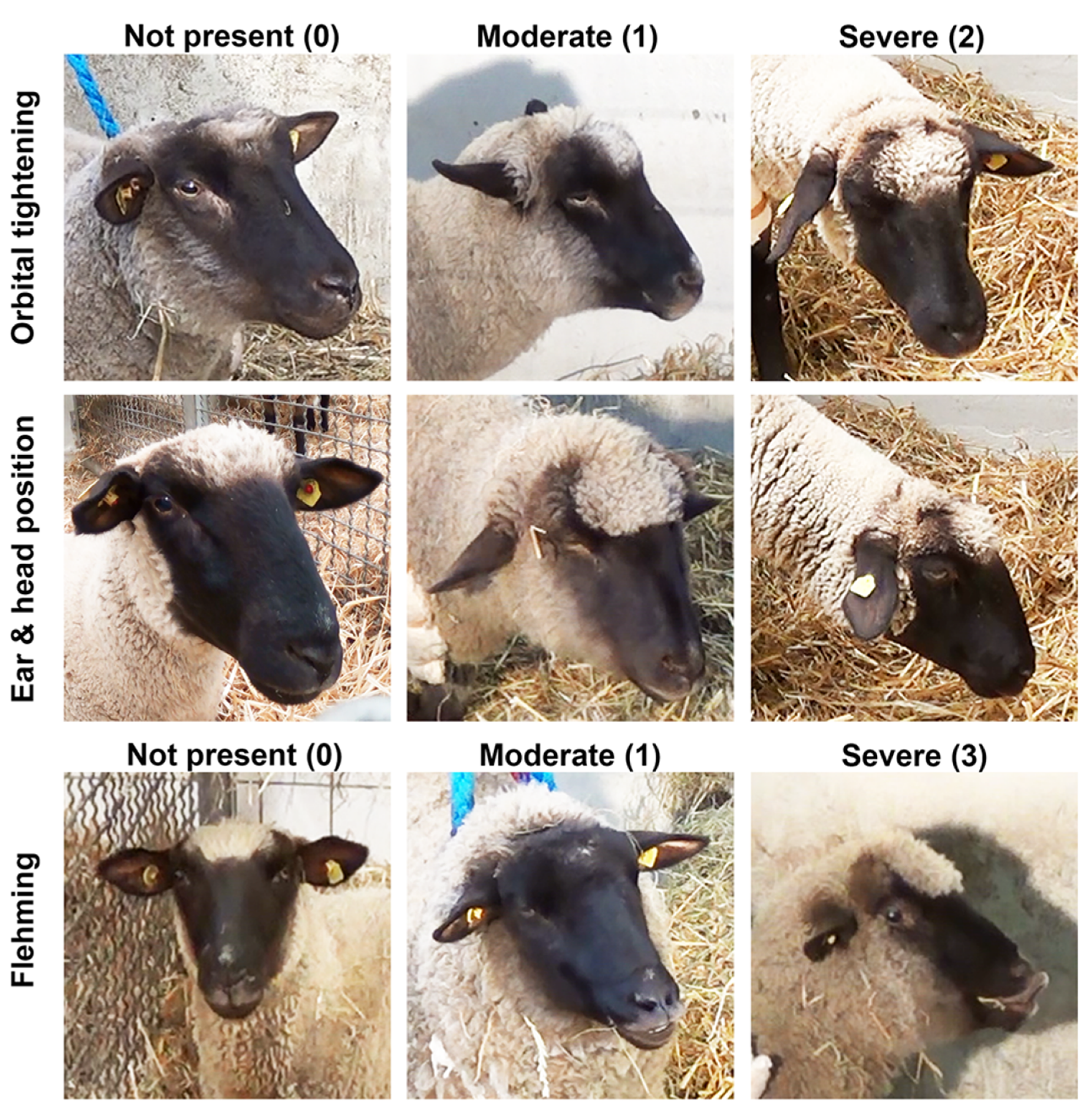 Animals 11 02567 g003