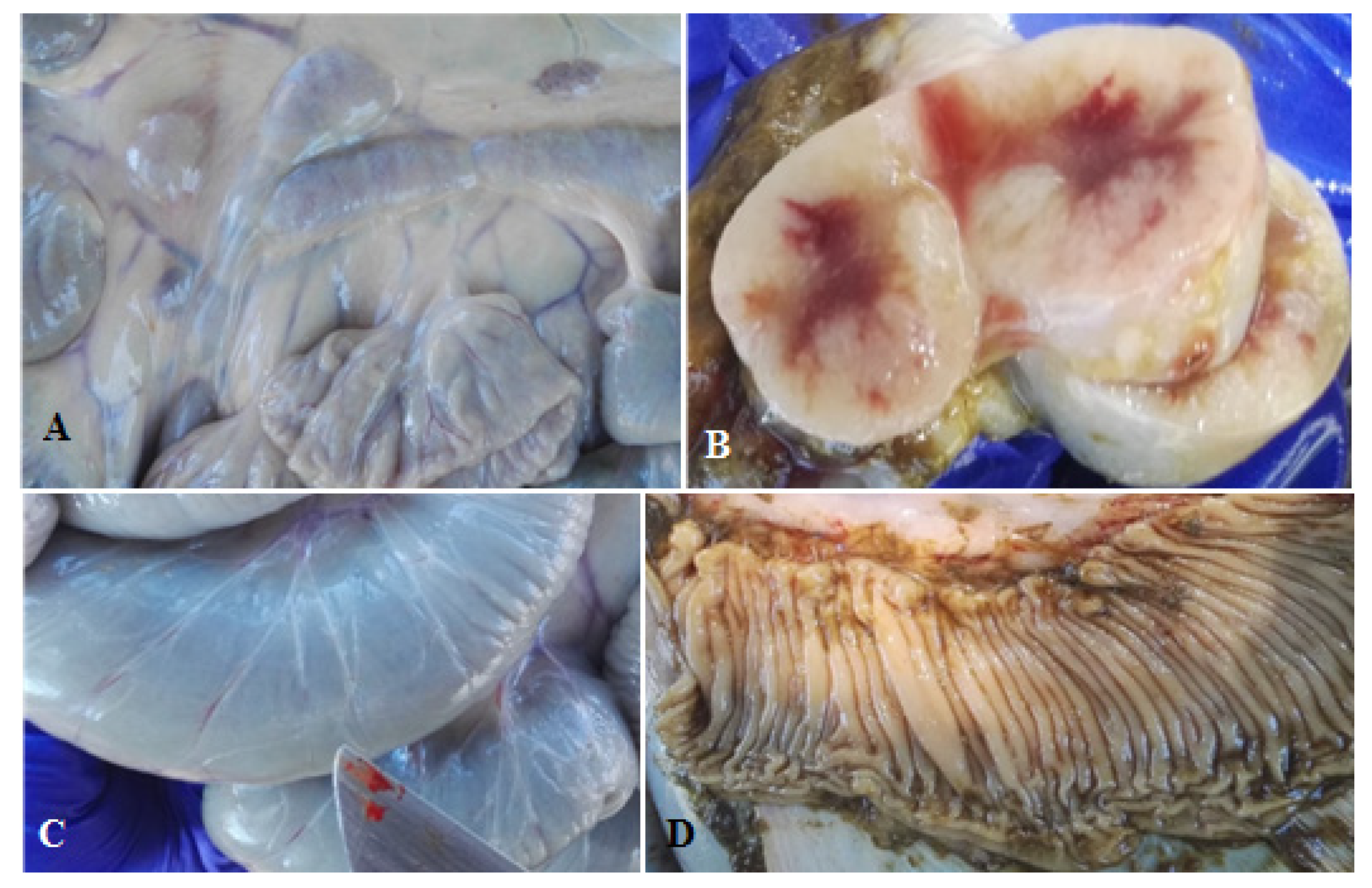 Animals 11 02569 g001