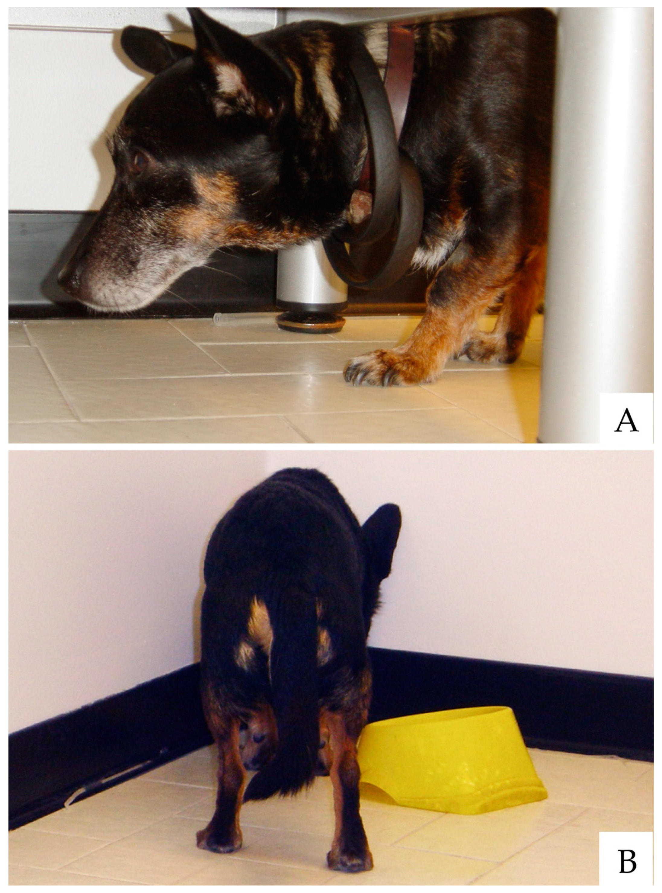 Animals | Free Full-Text | Successful and Unsuccessful Brain Aging in Pets:  Pathophysiological Mechanisms behind Clinical Signs and Potential Benefits  from Palmitoylethanolamide Nutritional Intervention