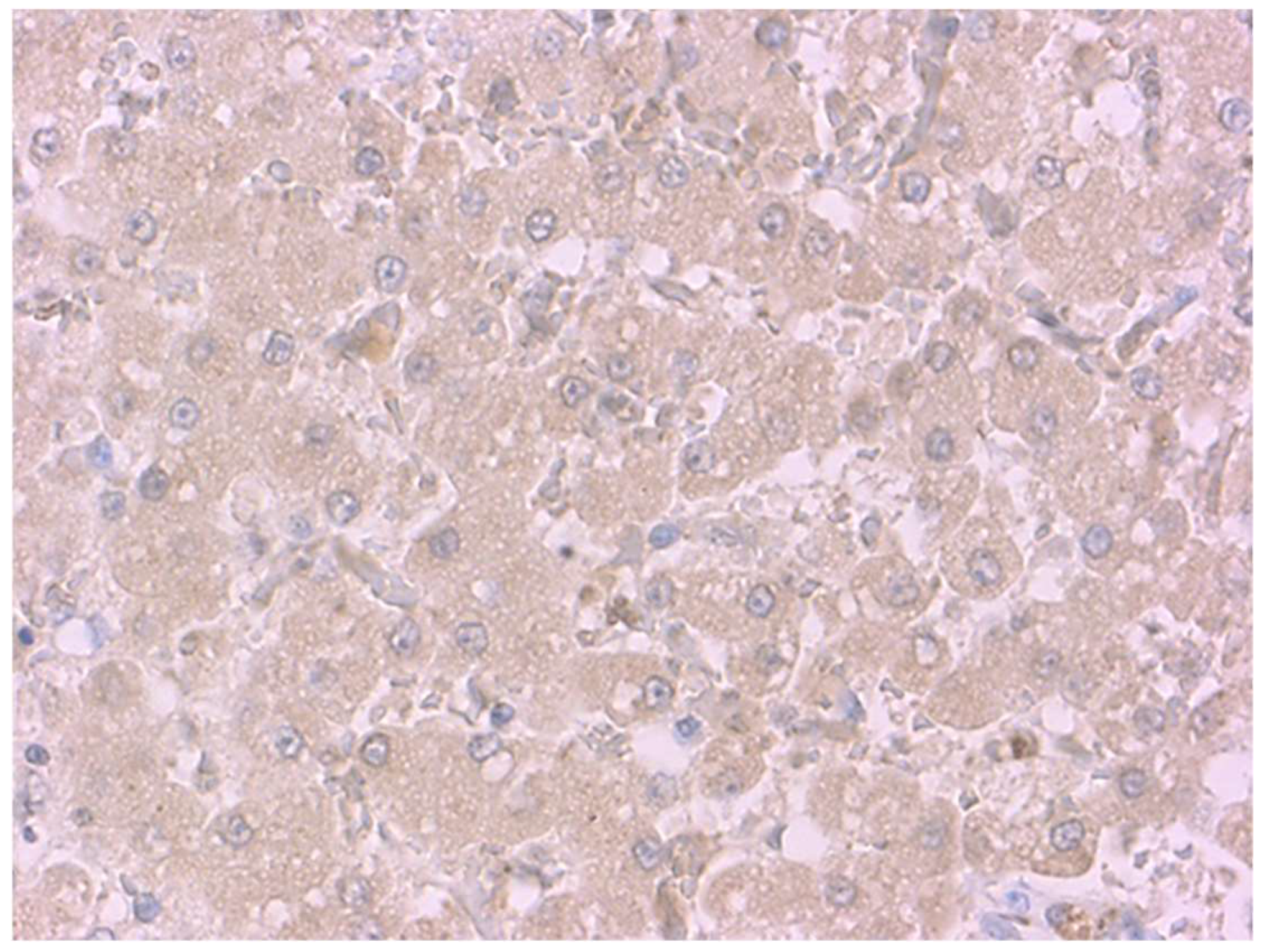 Animals 11 02612 g001 550