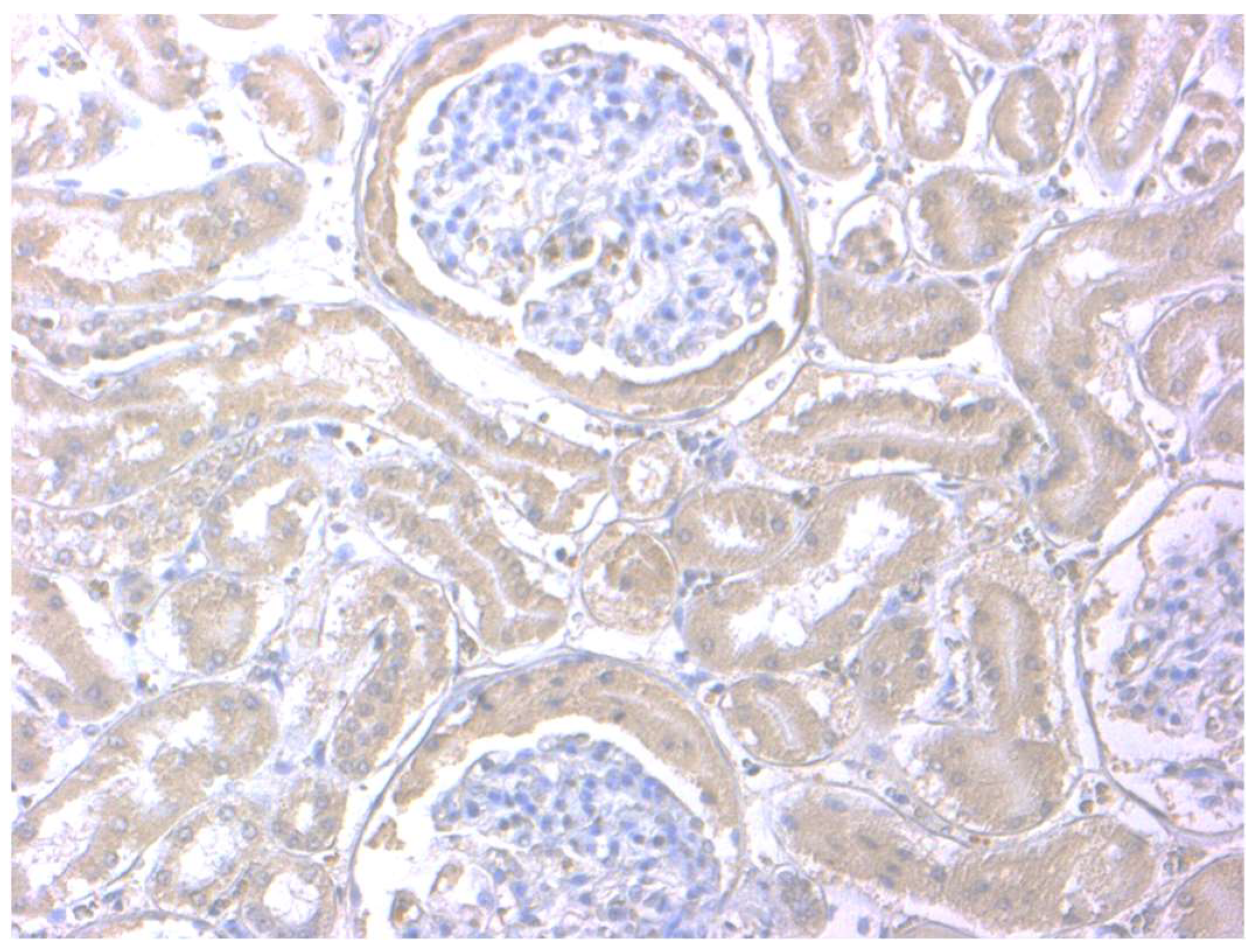 Animals 11 02612 g002 550