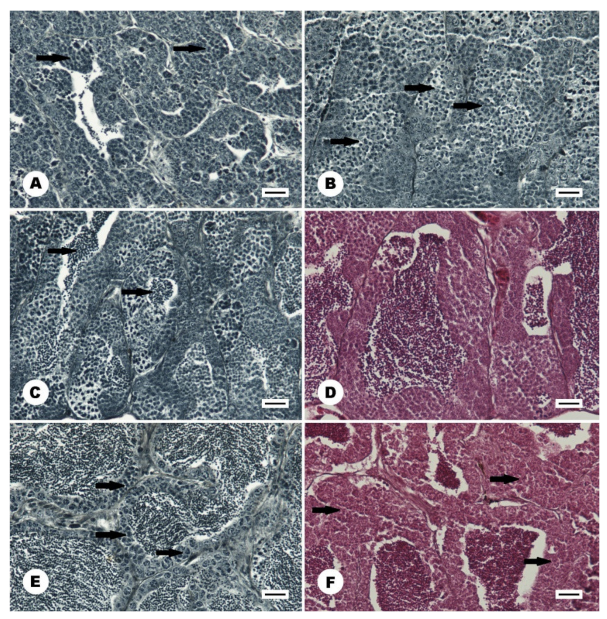 Animals 11 02627 g008 Animals 11 02627 g008