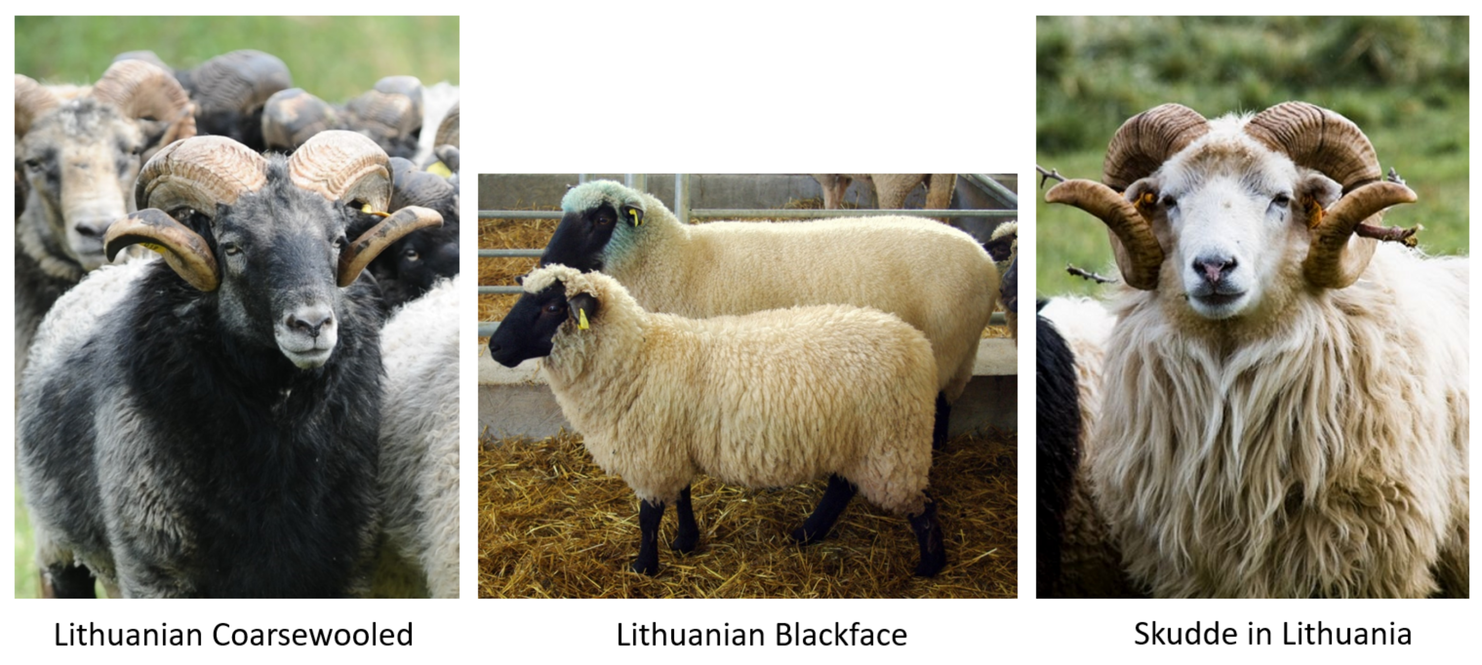 Animals 11 02651 g001