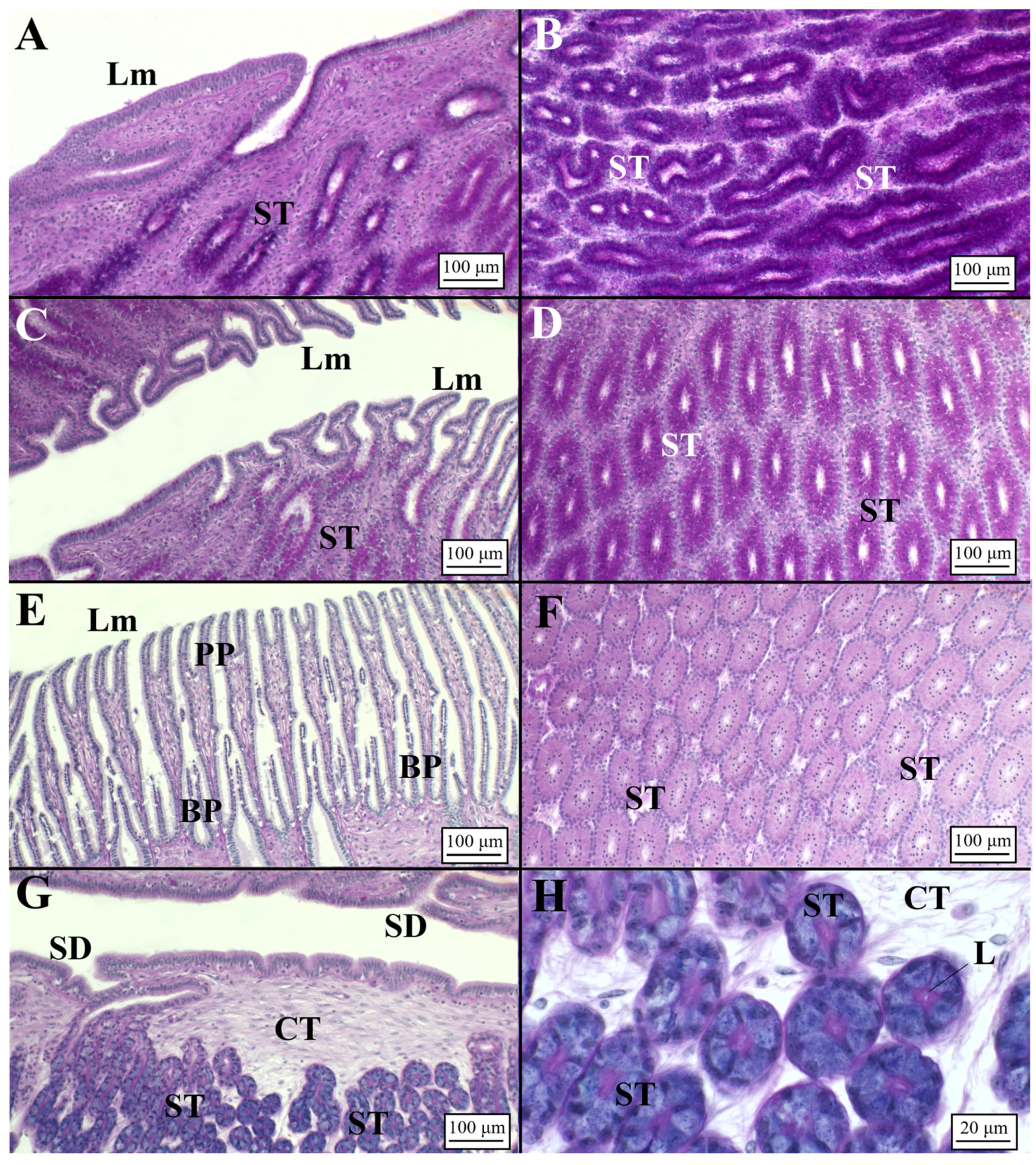 Animals 11 02653 g004 Animals 11 02653 g004