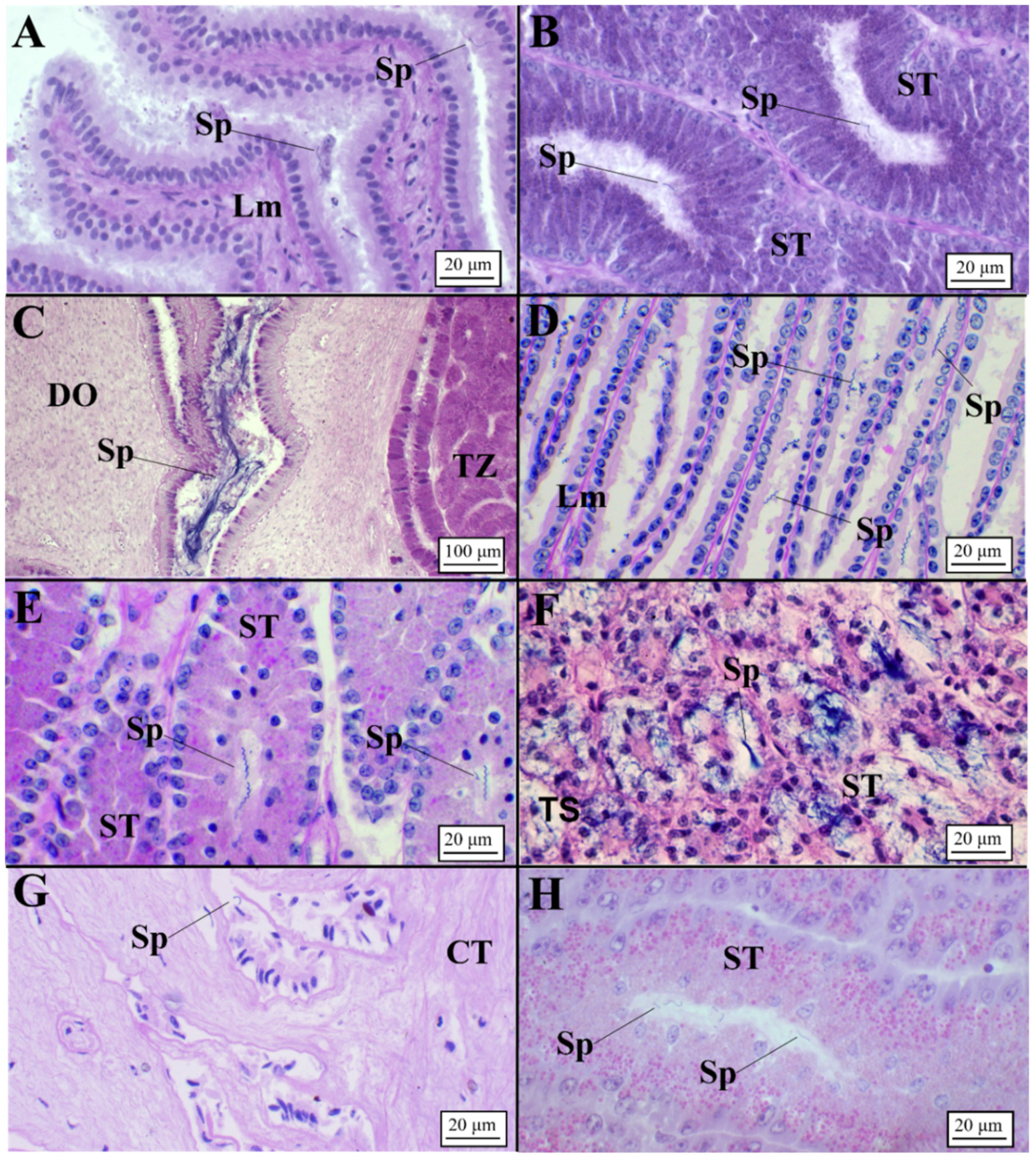 Animals 11 02653 g006 Animals 11 02653 g006
