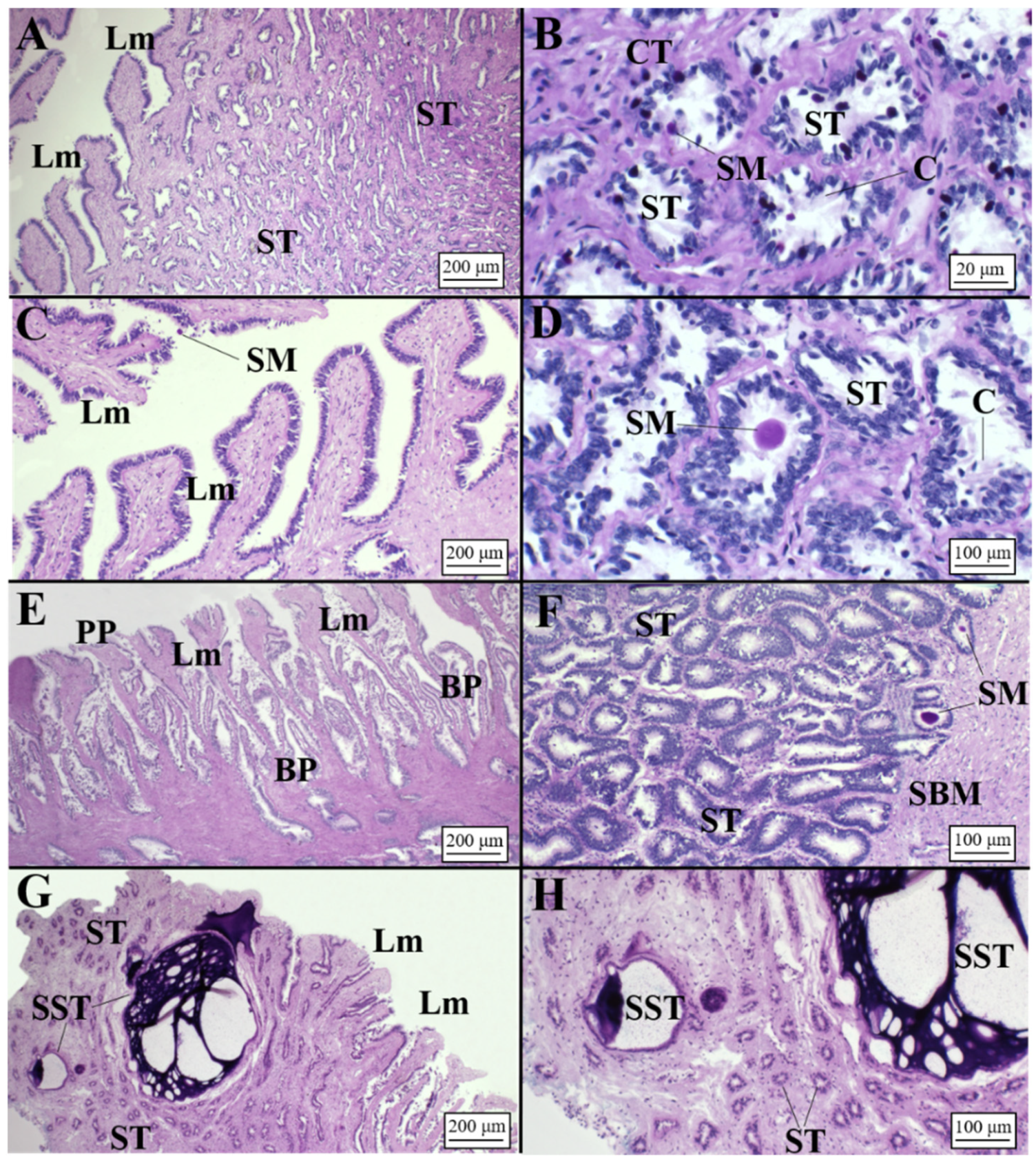 Animals 11 02653 g009 Animals 11 02653 g009