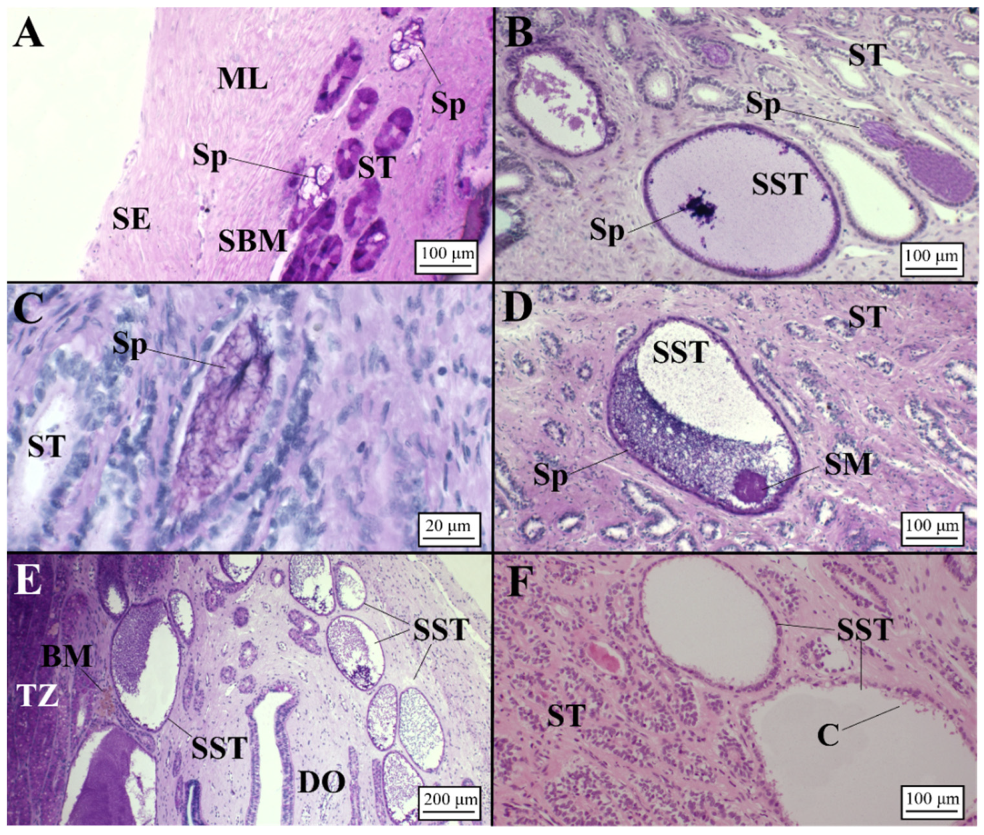 Animals 11 02653 g011 Animals 11 02653 g011