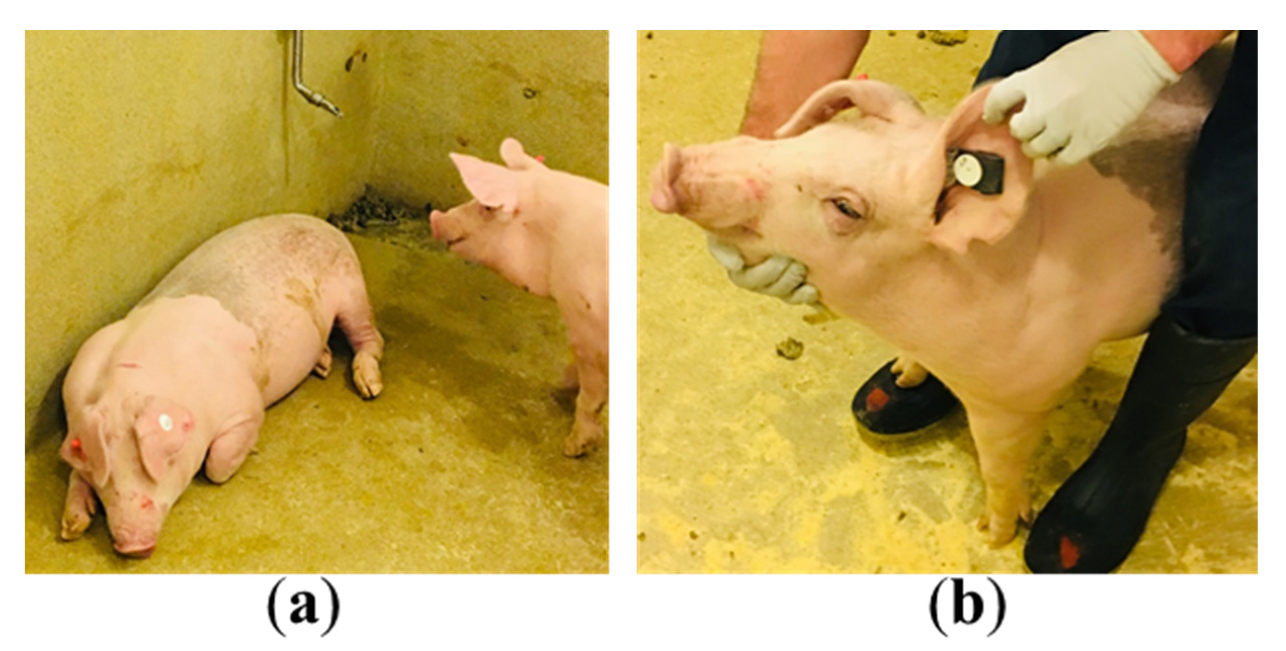 Animals 11 02665 g003 550