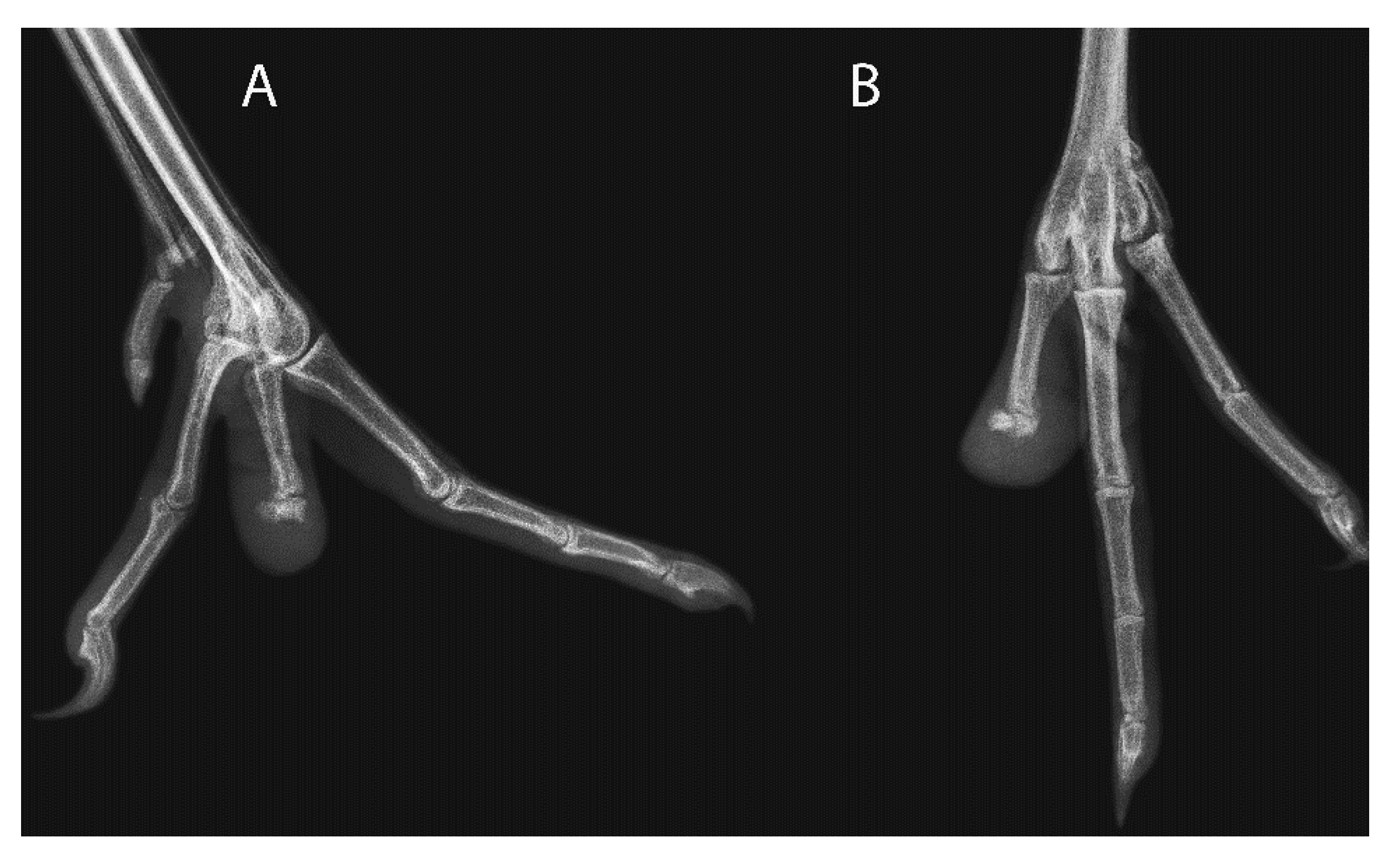 Animals 11 02673 g001