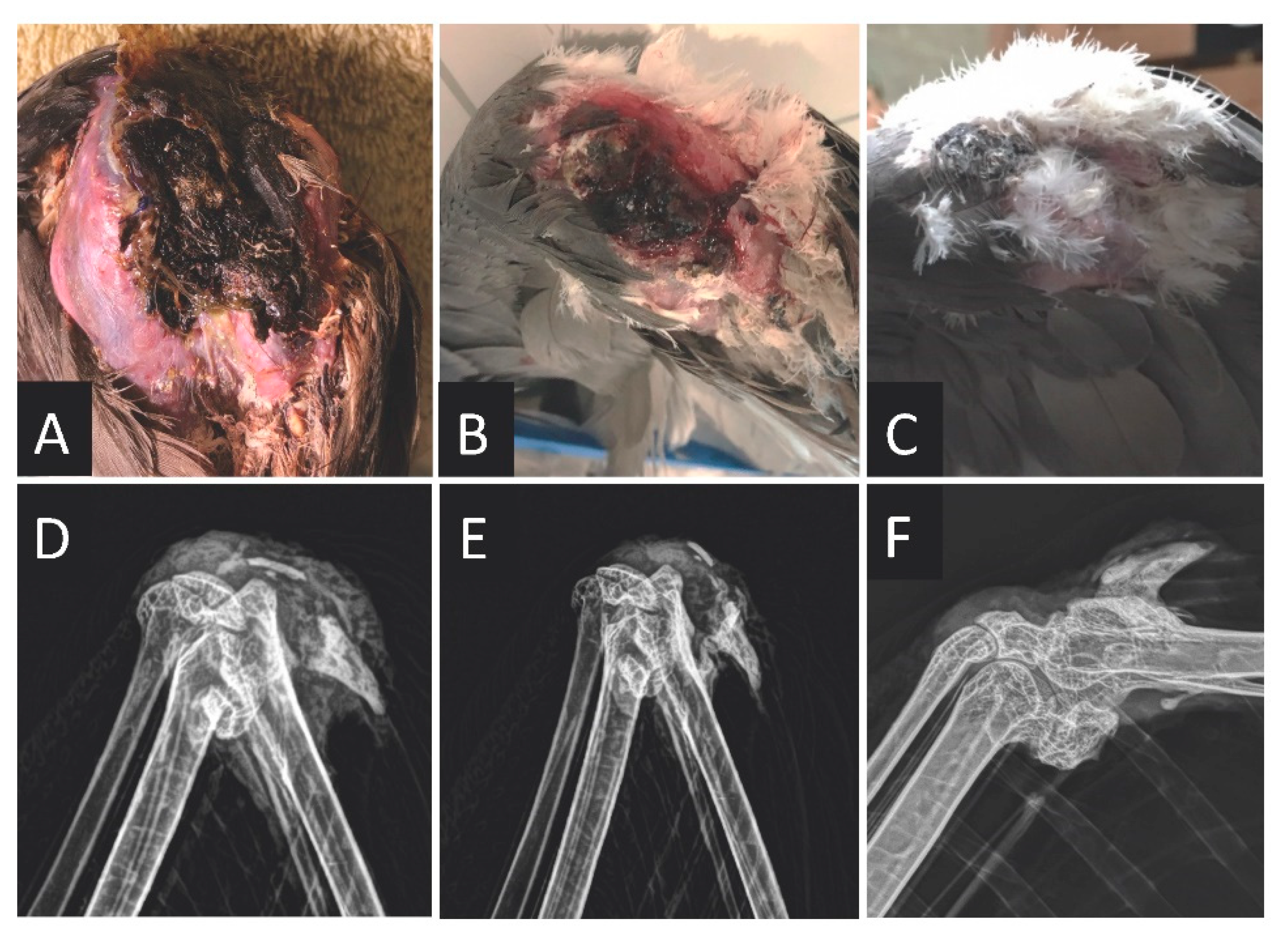 Animals 11 02673 g003