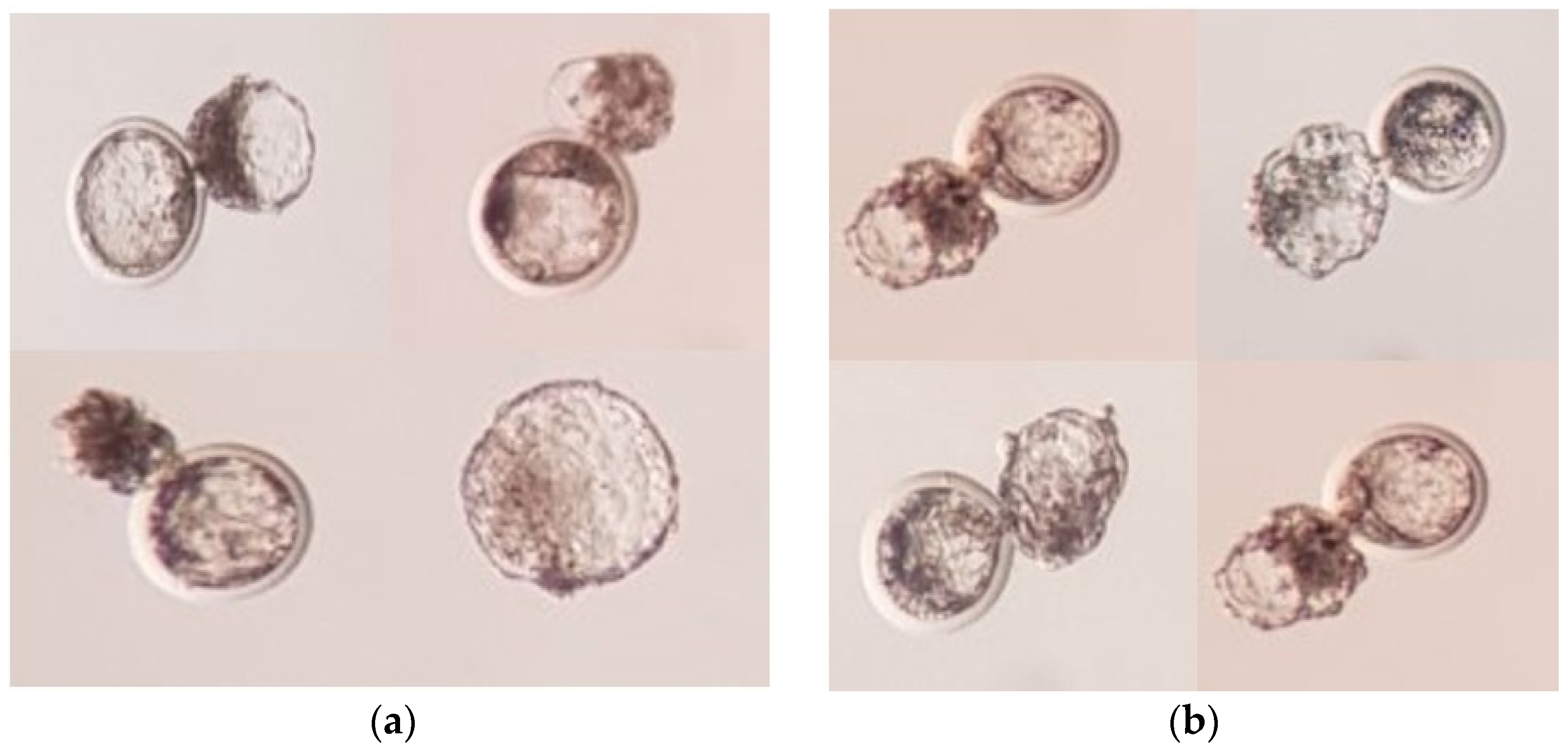 Animals 11 02691 g002