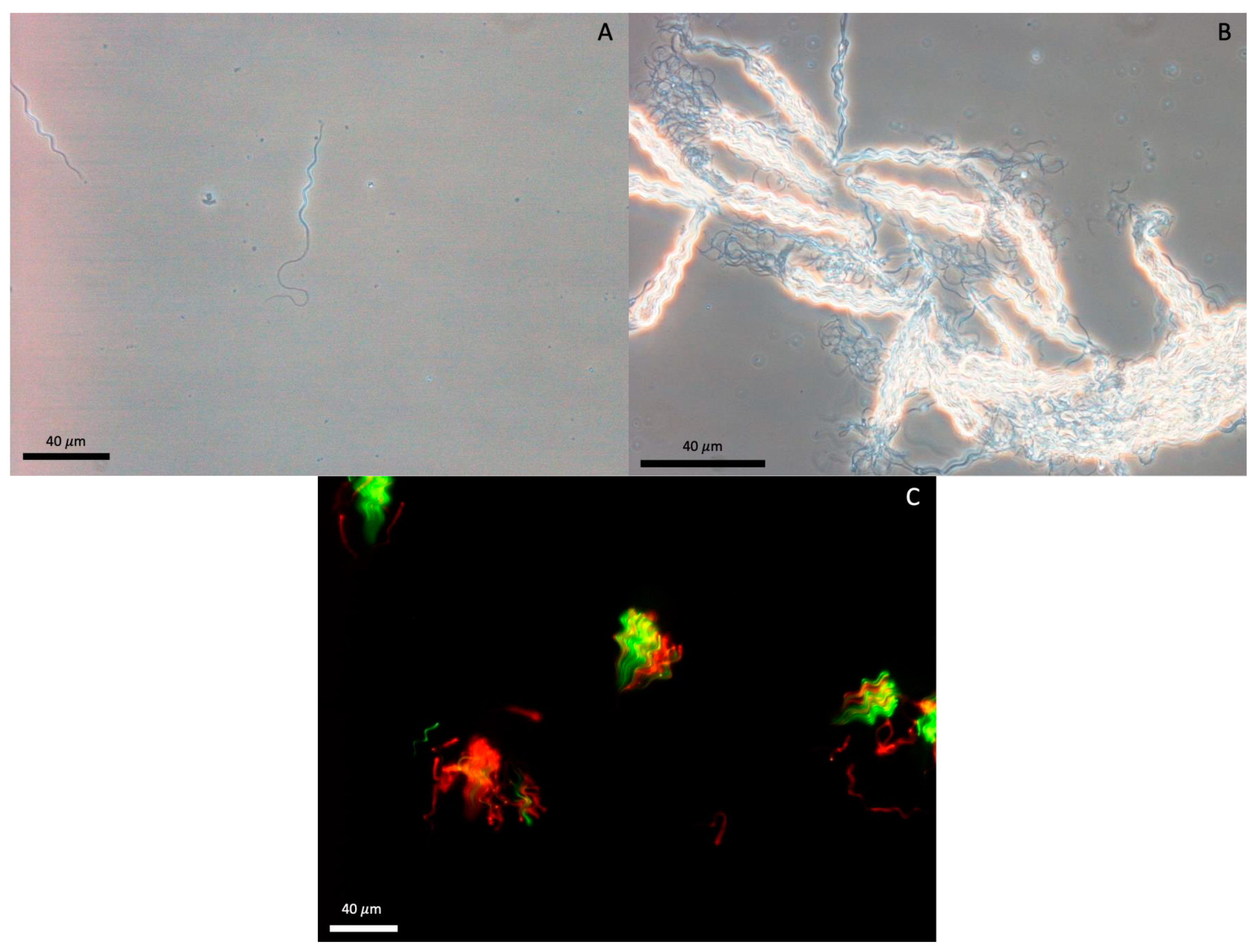 Animals 11 02716 g002