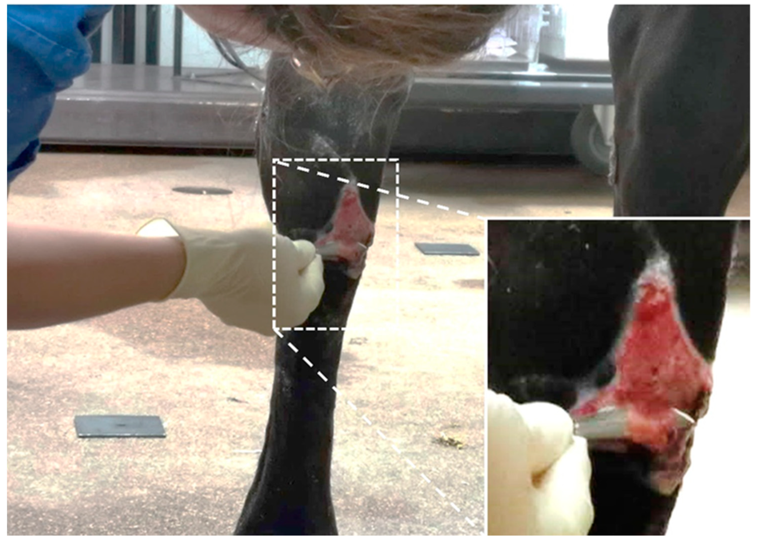 Animals 11 02728 g001