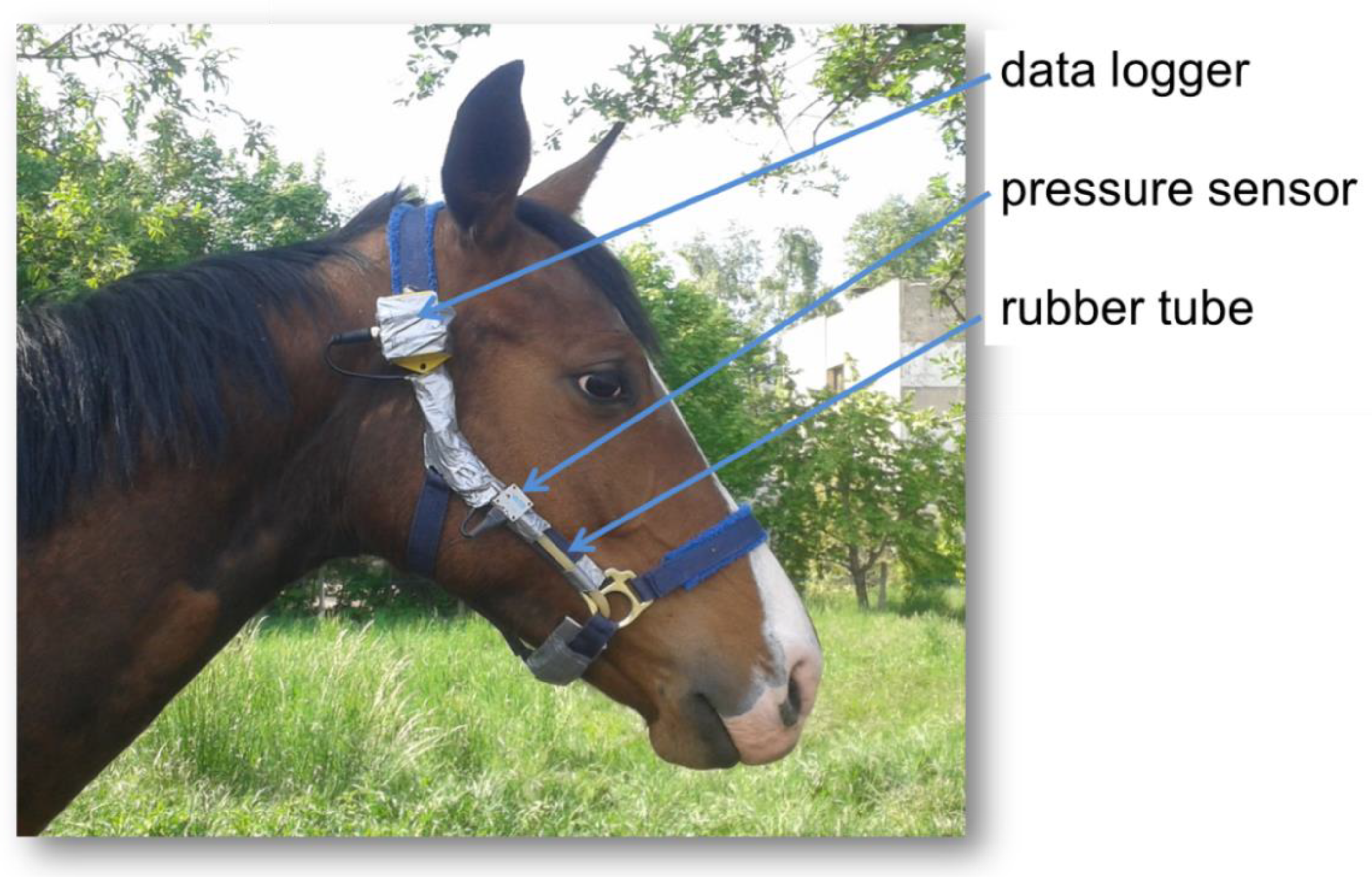 Soaking Hay For Laminitic Horses