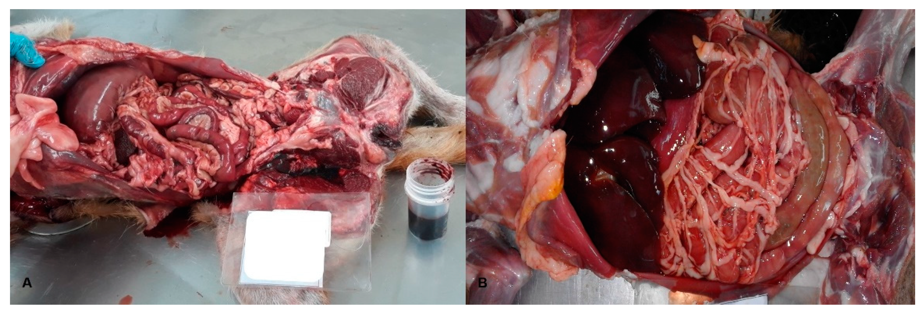 Animals 11 02744 g005