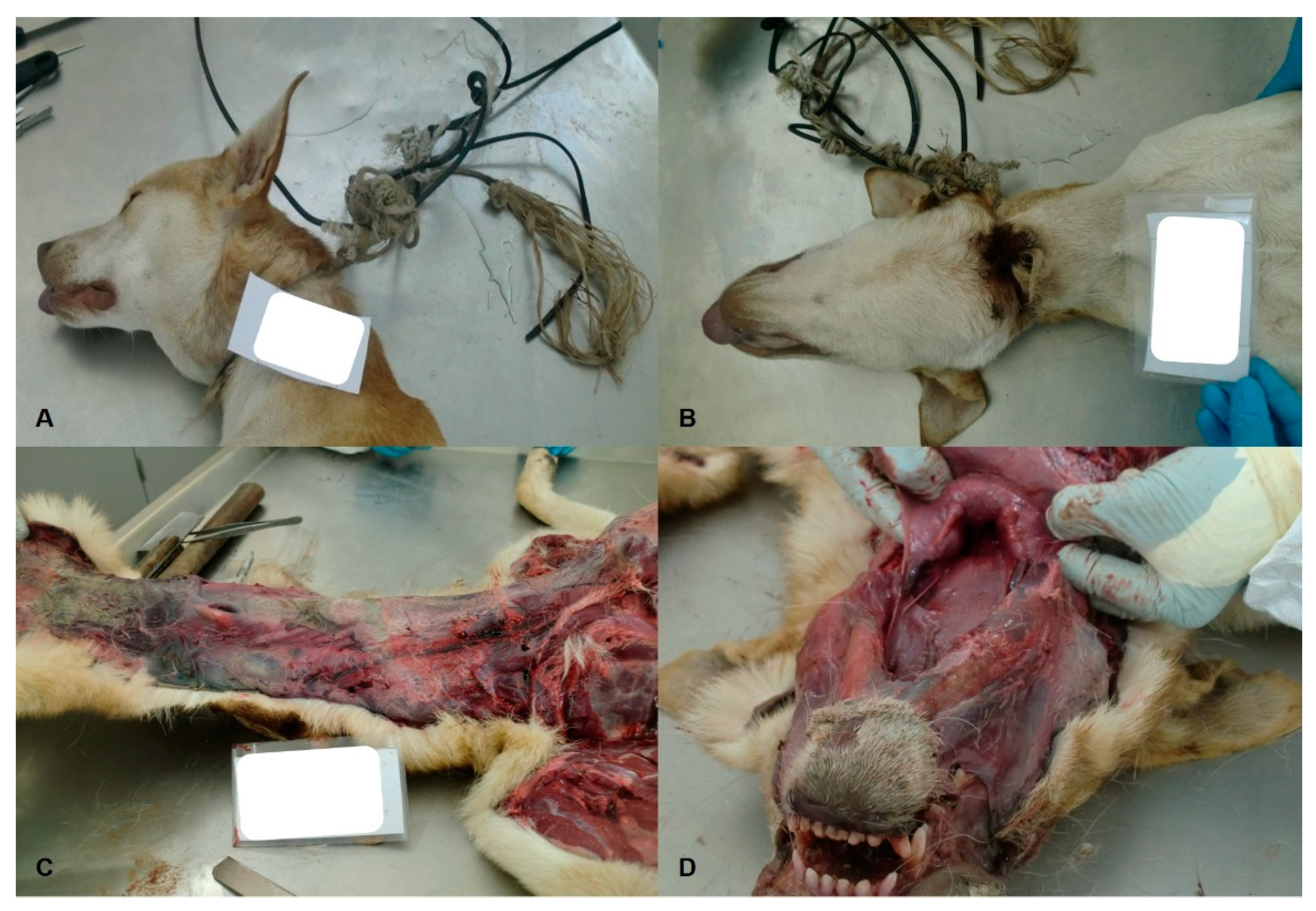 Animals 11 02744 g006