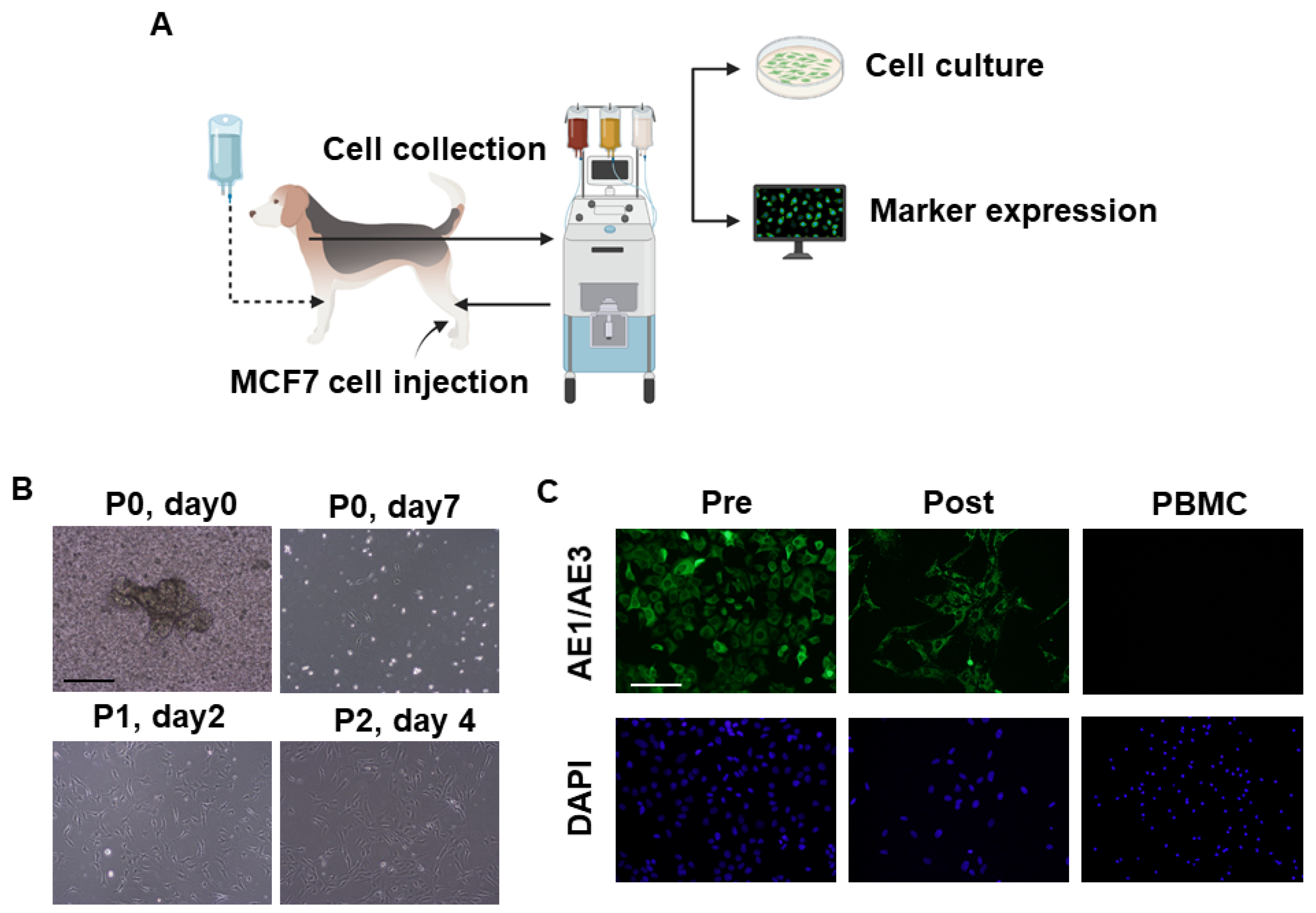 Animals 11 02770 g005