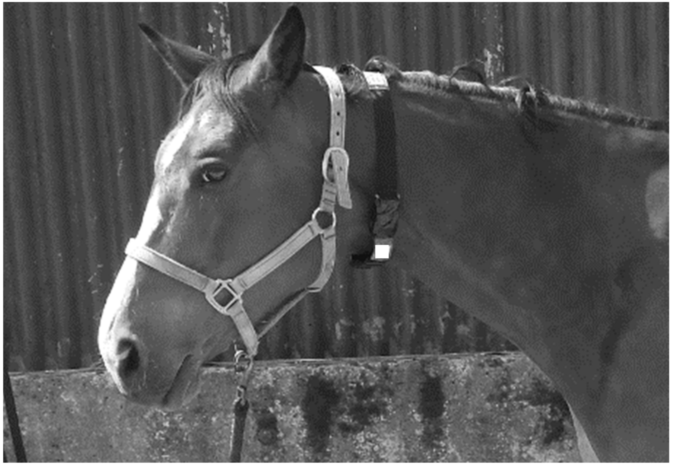 Animals 11 02777 g002