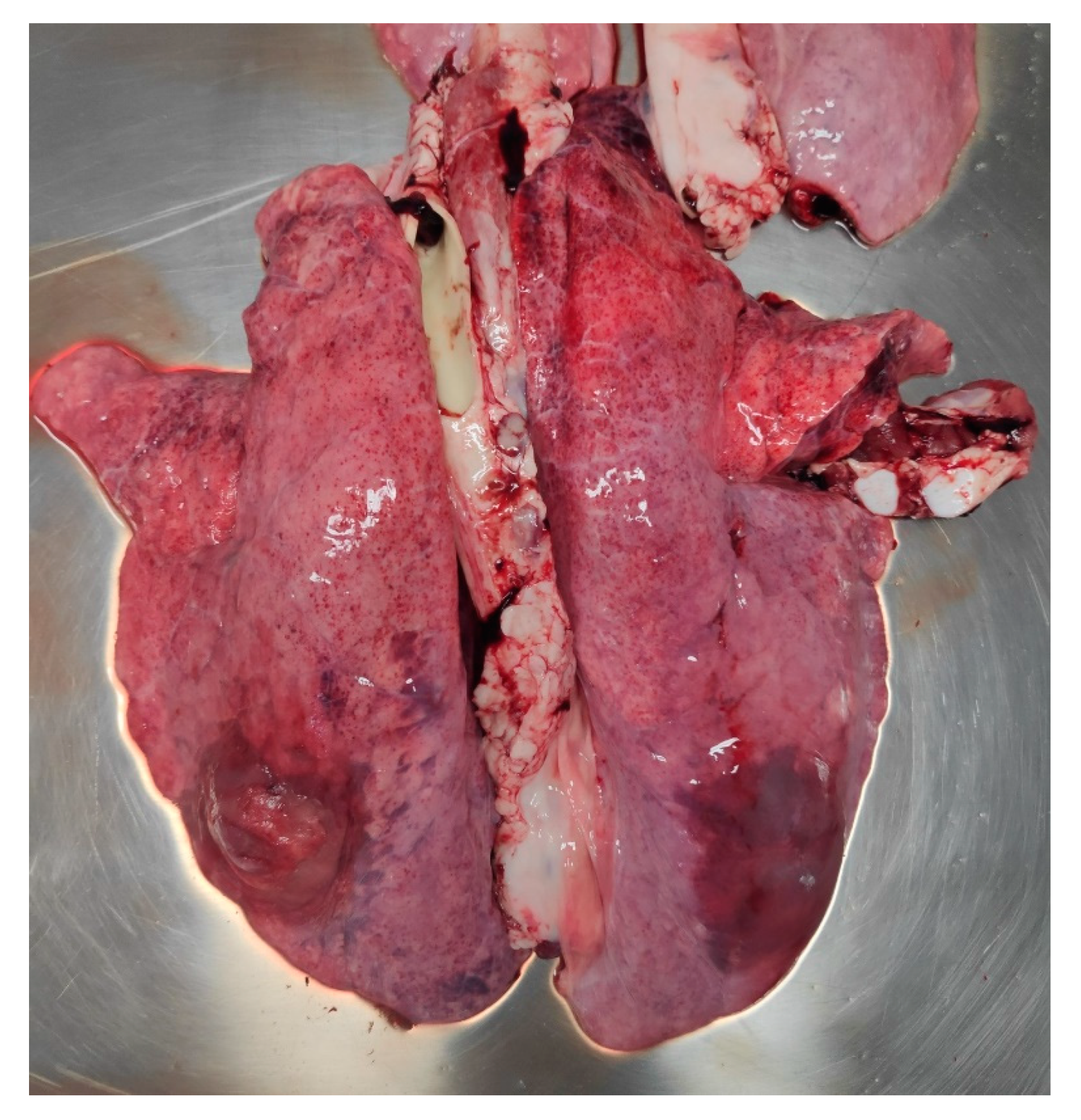 Animals 11 02778 g001 550