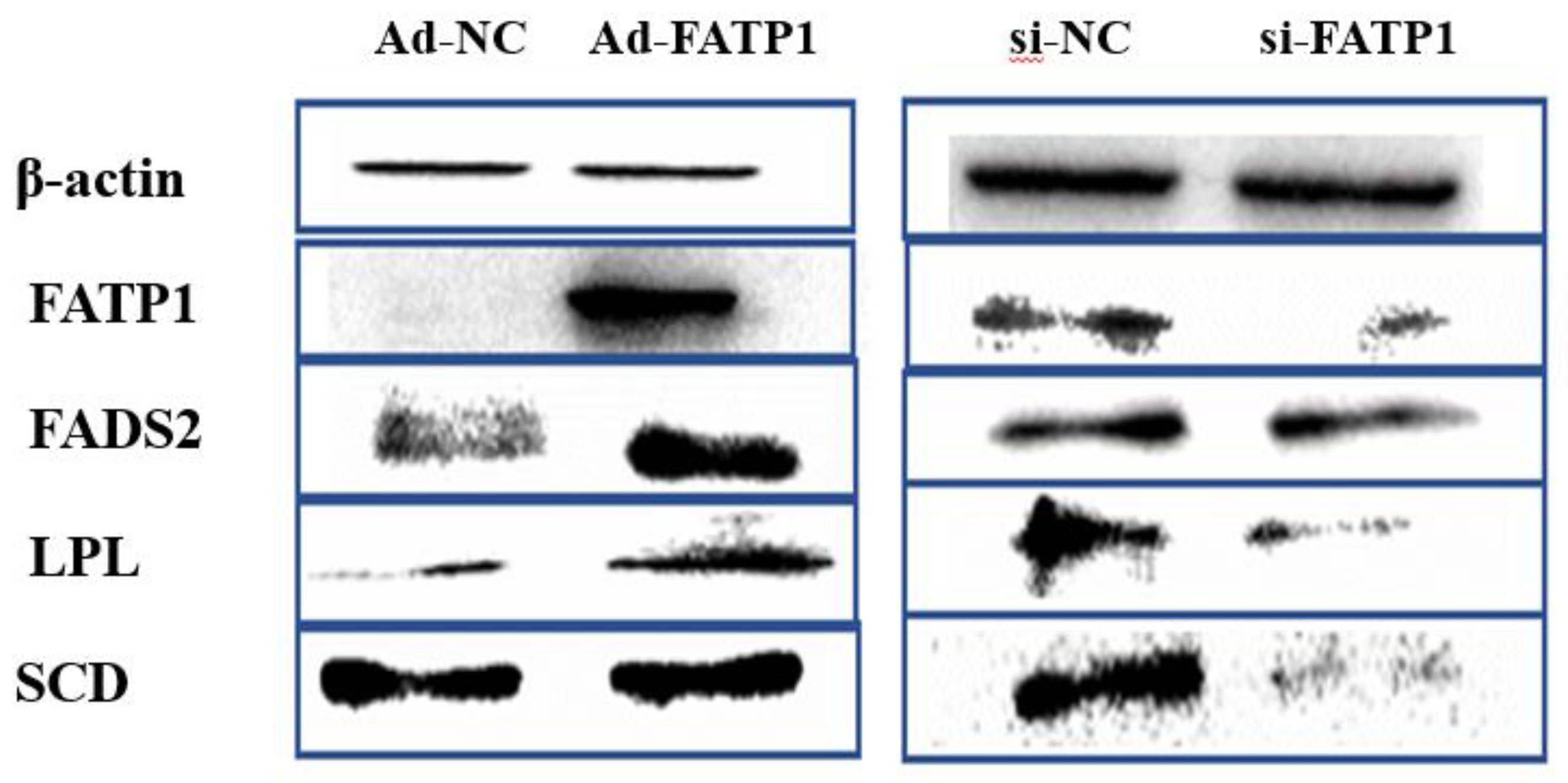 Animals 11 02789 g011