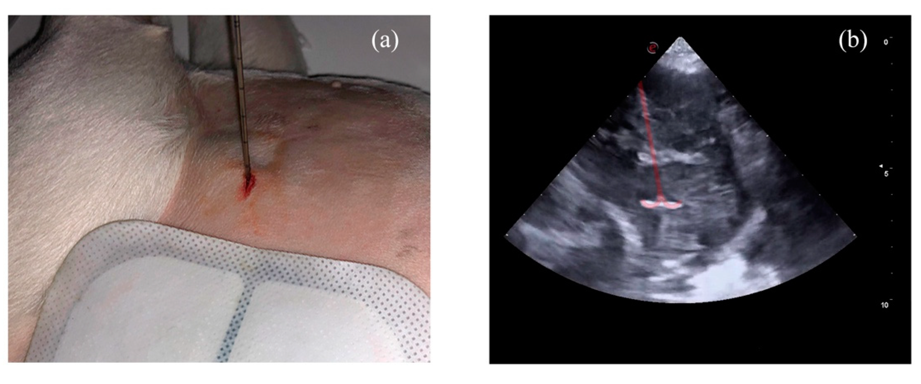 Animals 11 02790 g002 550