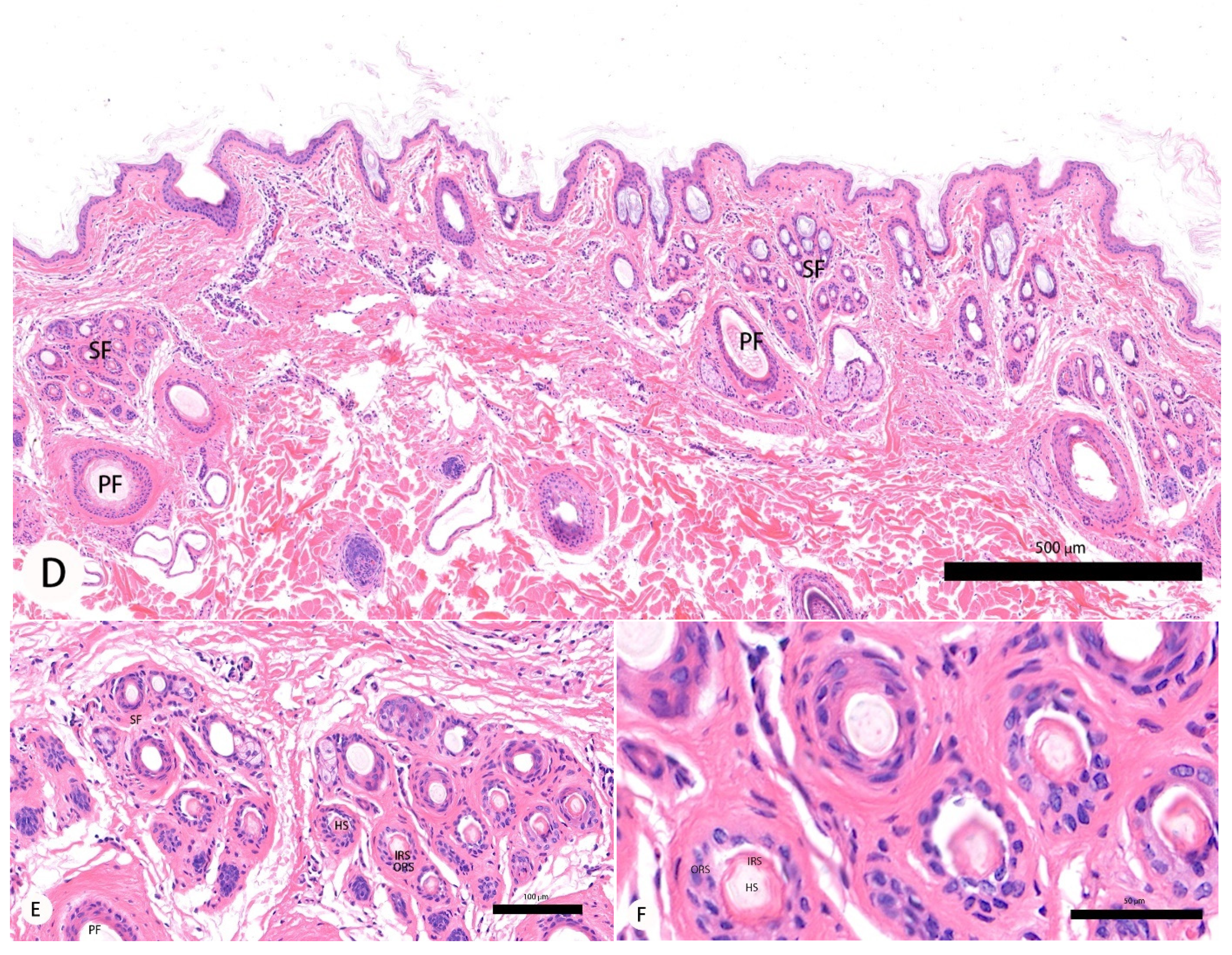 Animals 11 02798 g001b