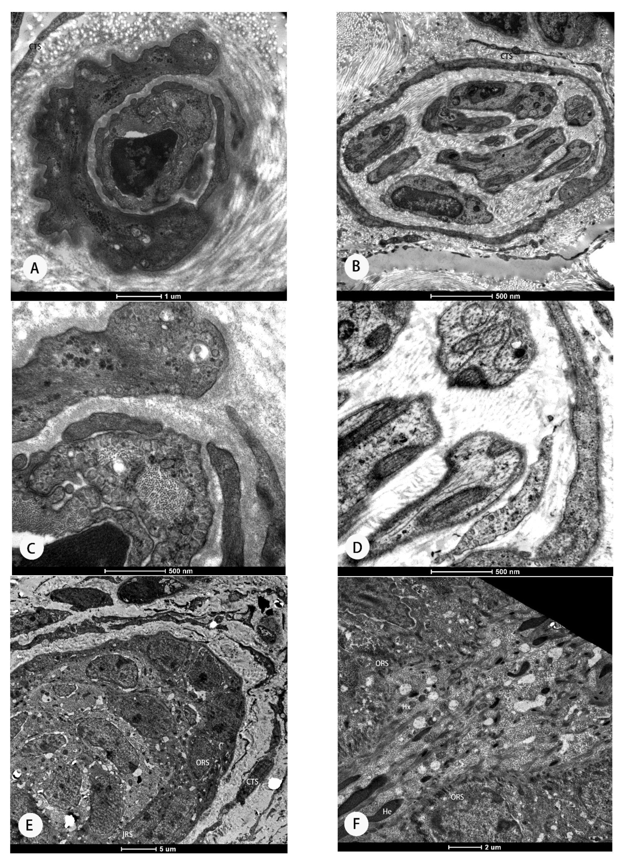 Animals 11 02798 g002a