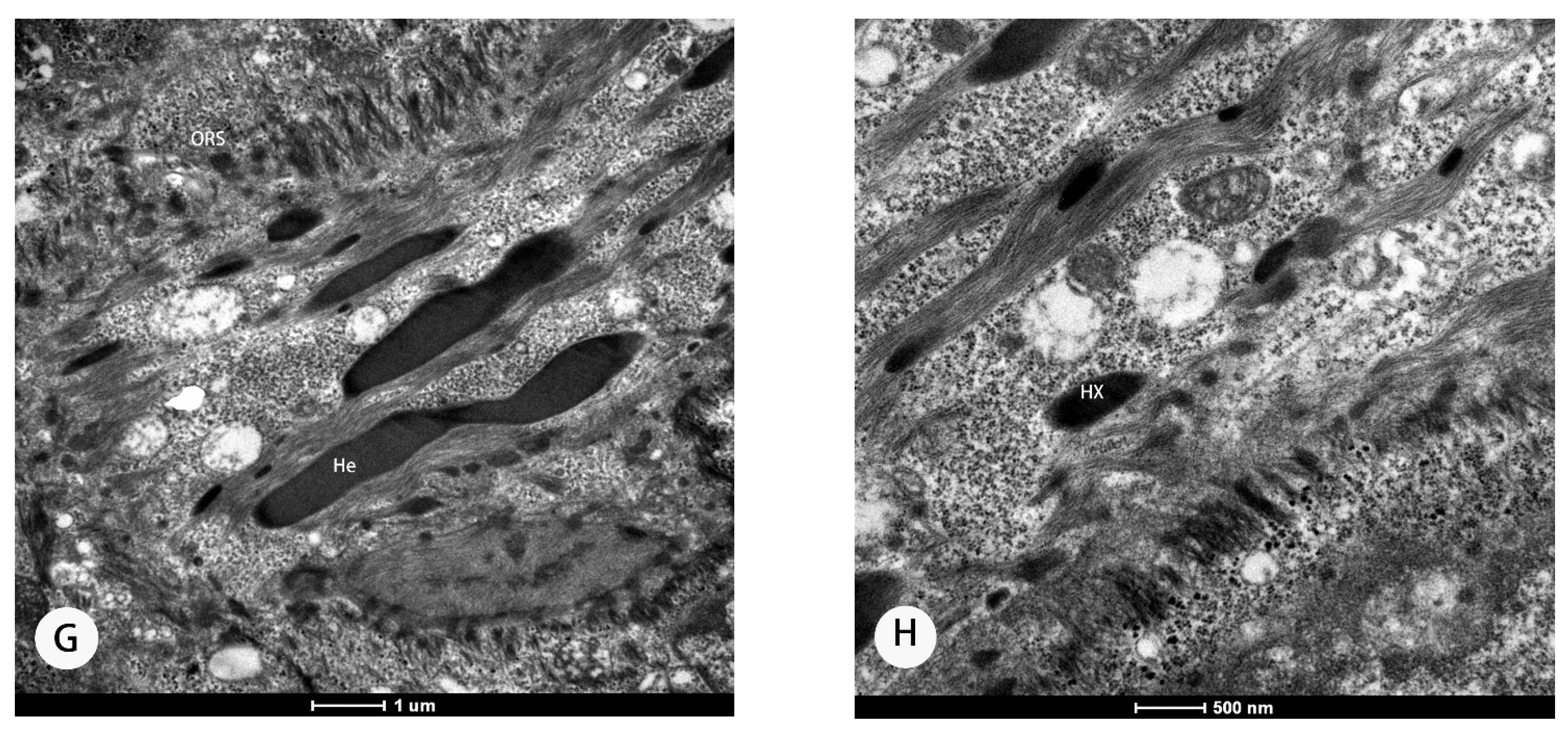 Animals 11 02798 g002b