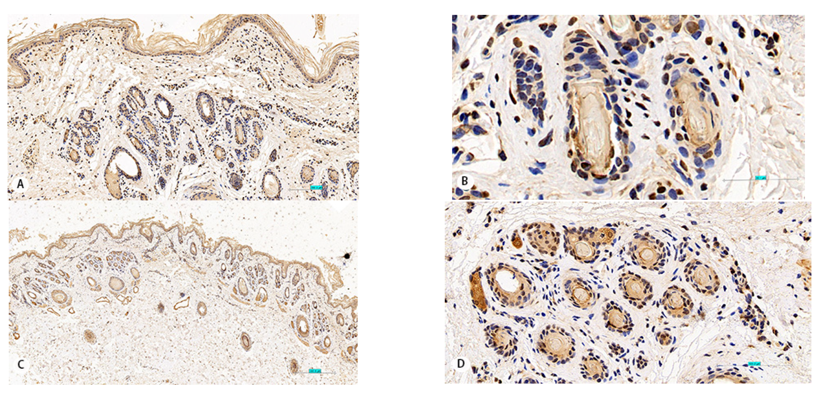 Animals 11 02798 g003a