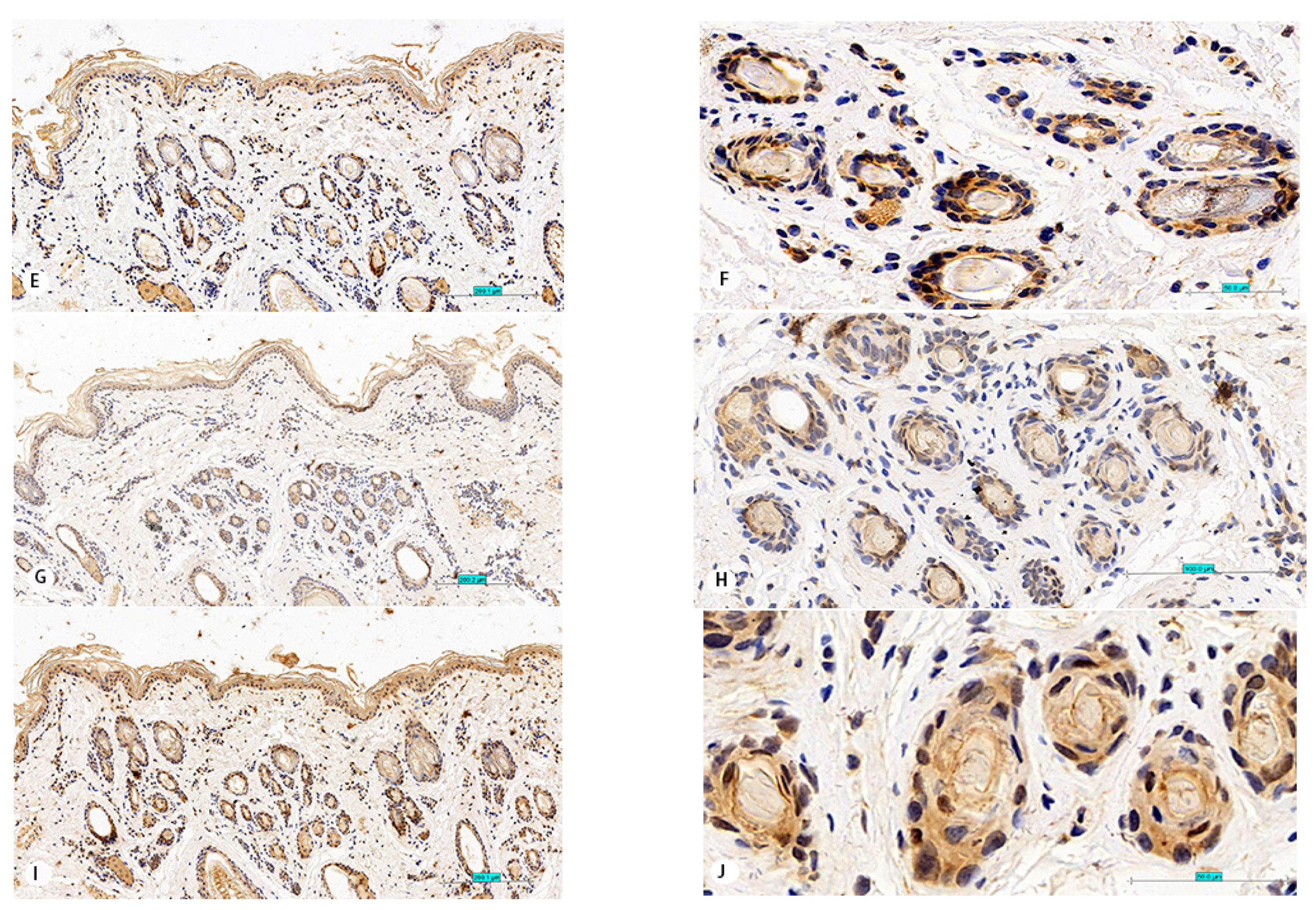 Animals 11 02798 g003b