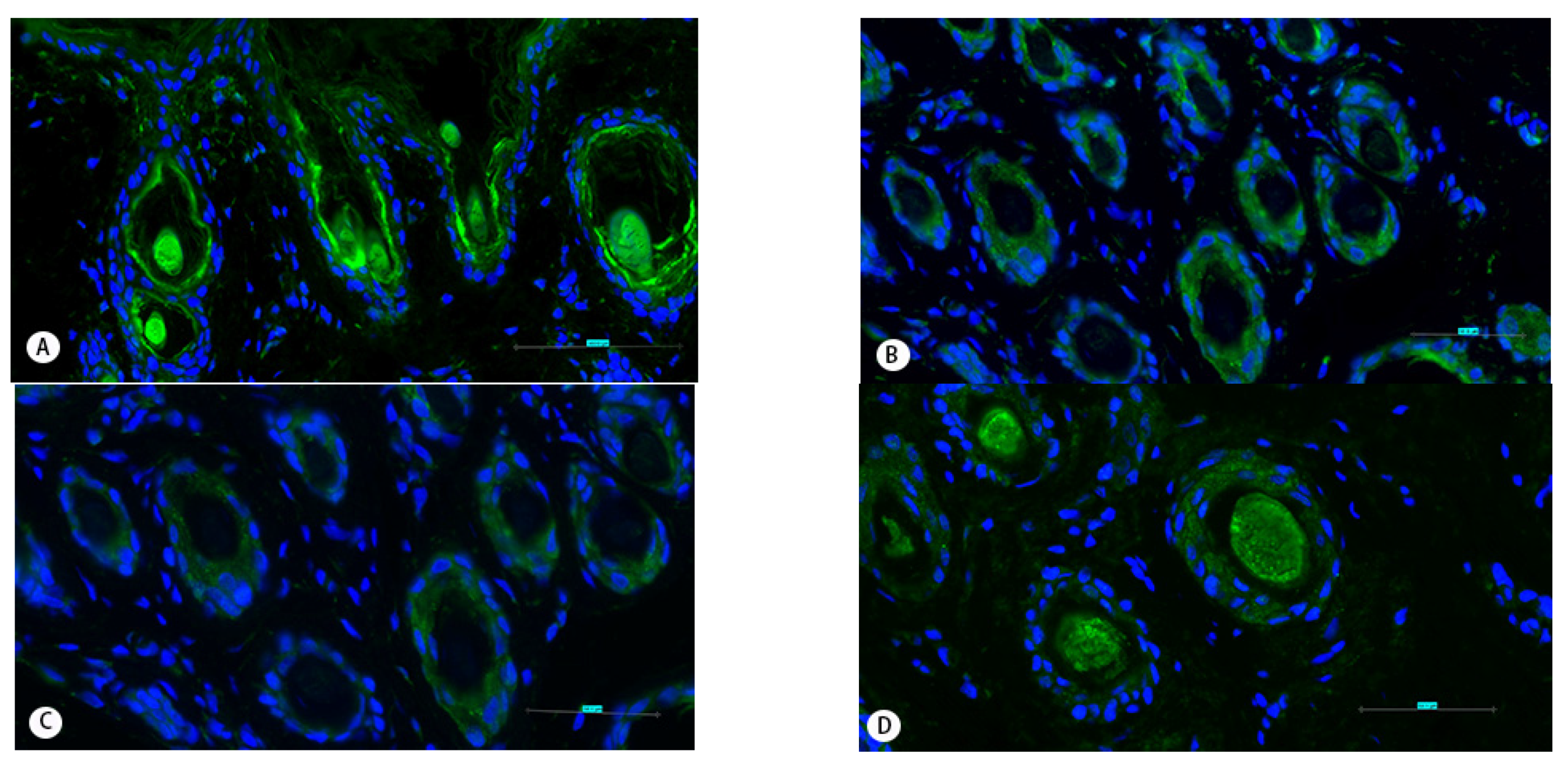 Animals 11 02798 g004a