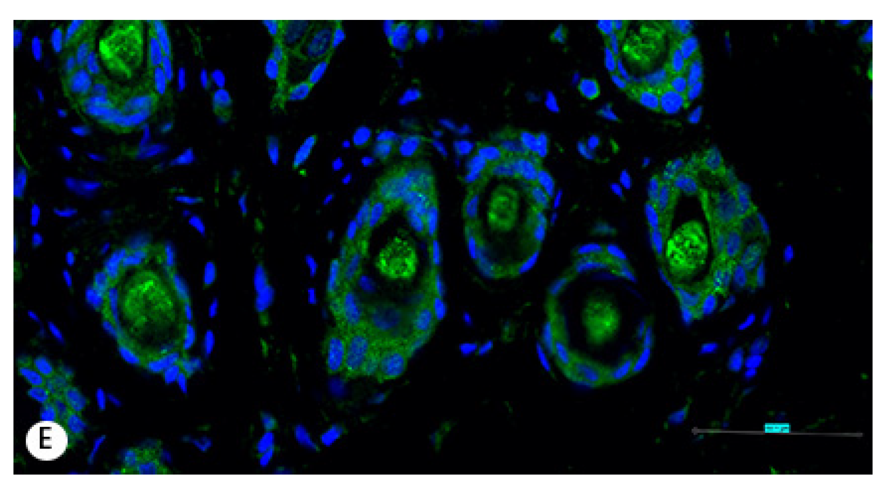 Animals 11 02798 g004b