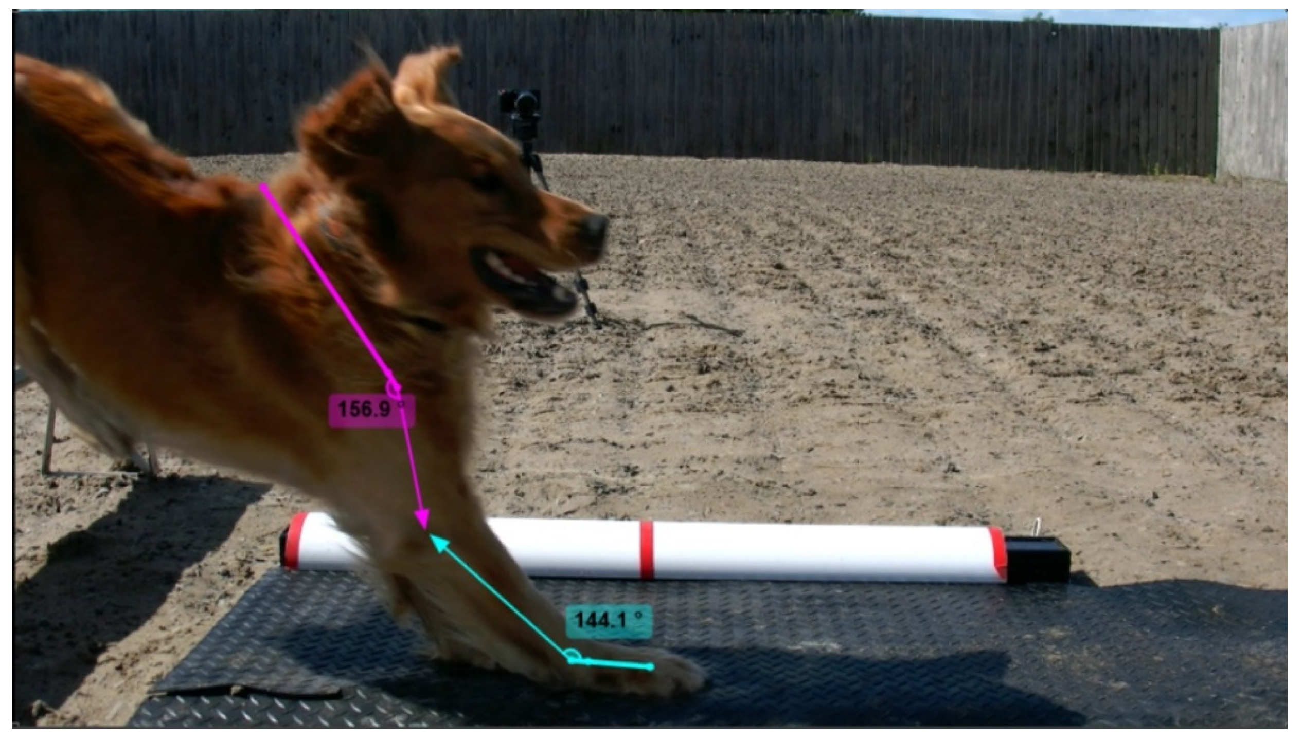 Animals 11 02804 g003 550