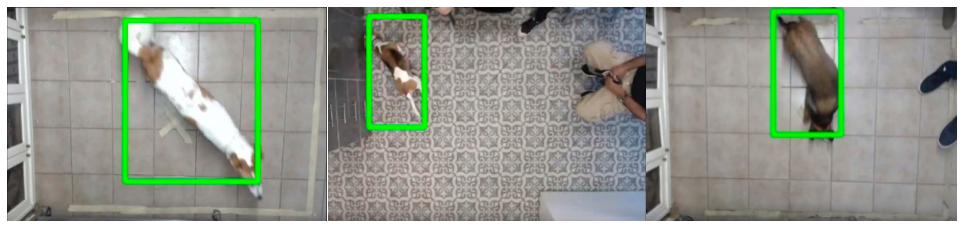 Animals 11 02806 g004 Animals 11 02806 g004