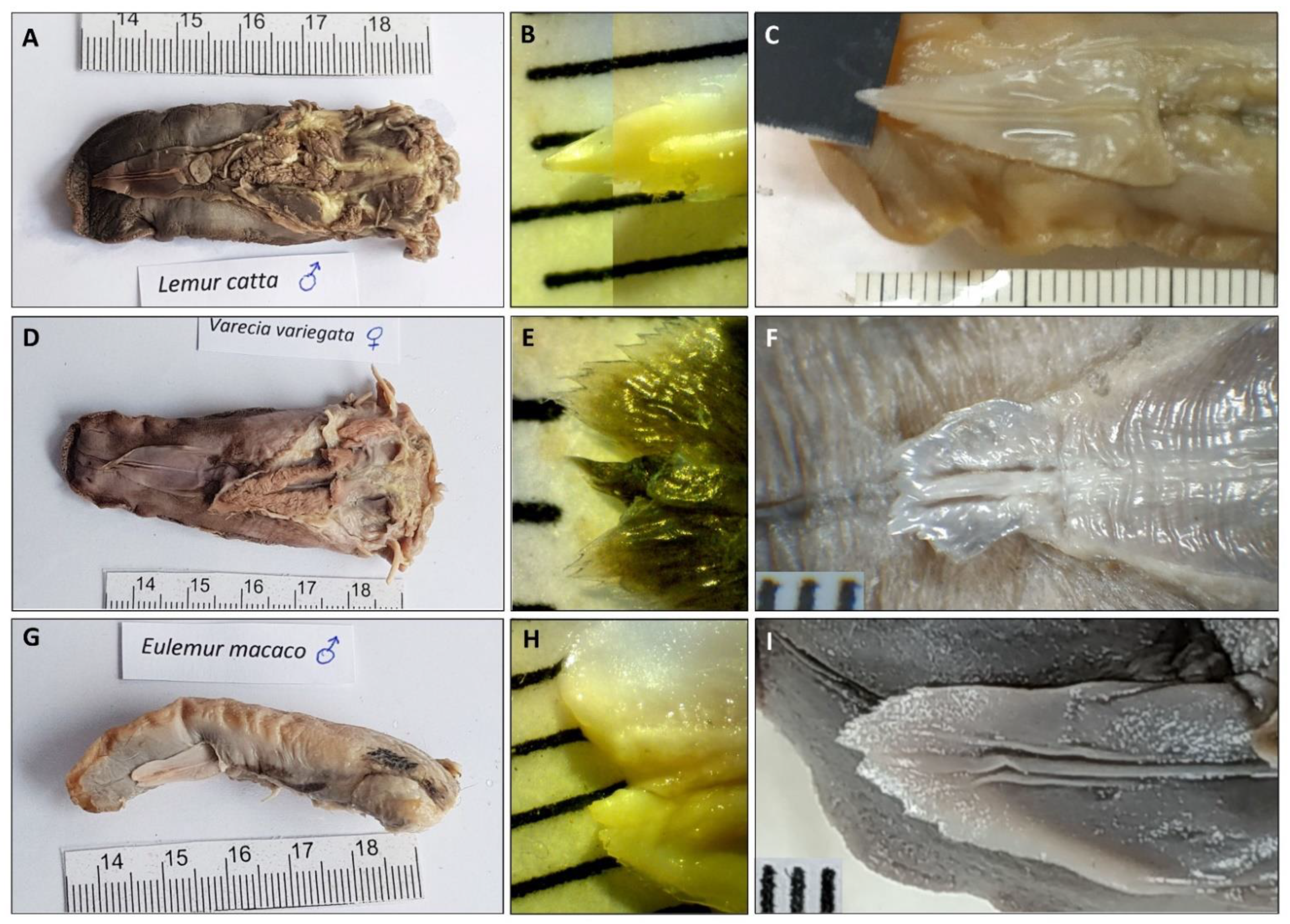 Animals 11 02811 g002