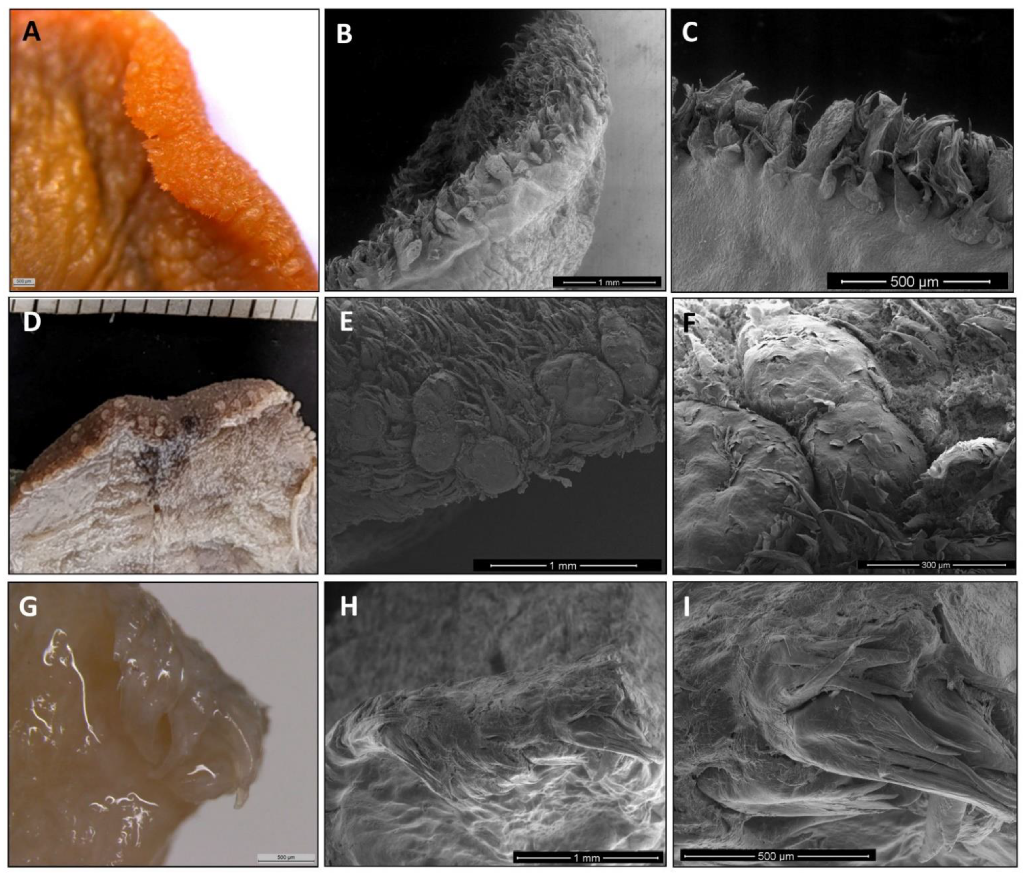 Animals 11 02811 g003