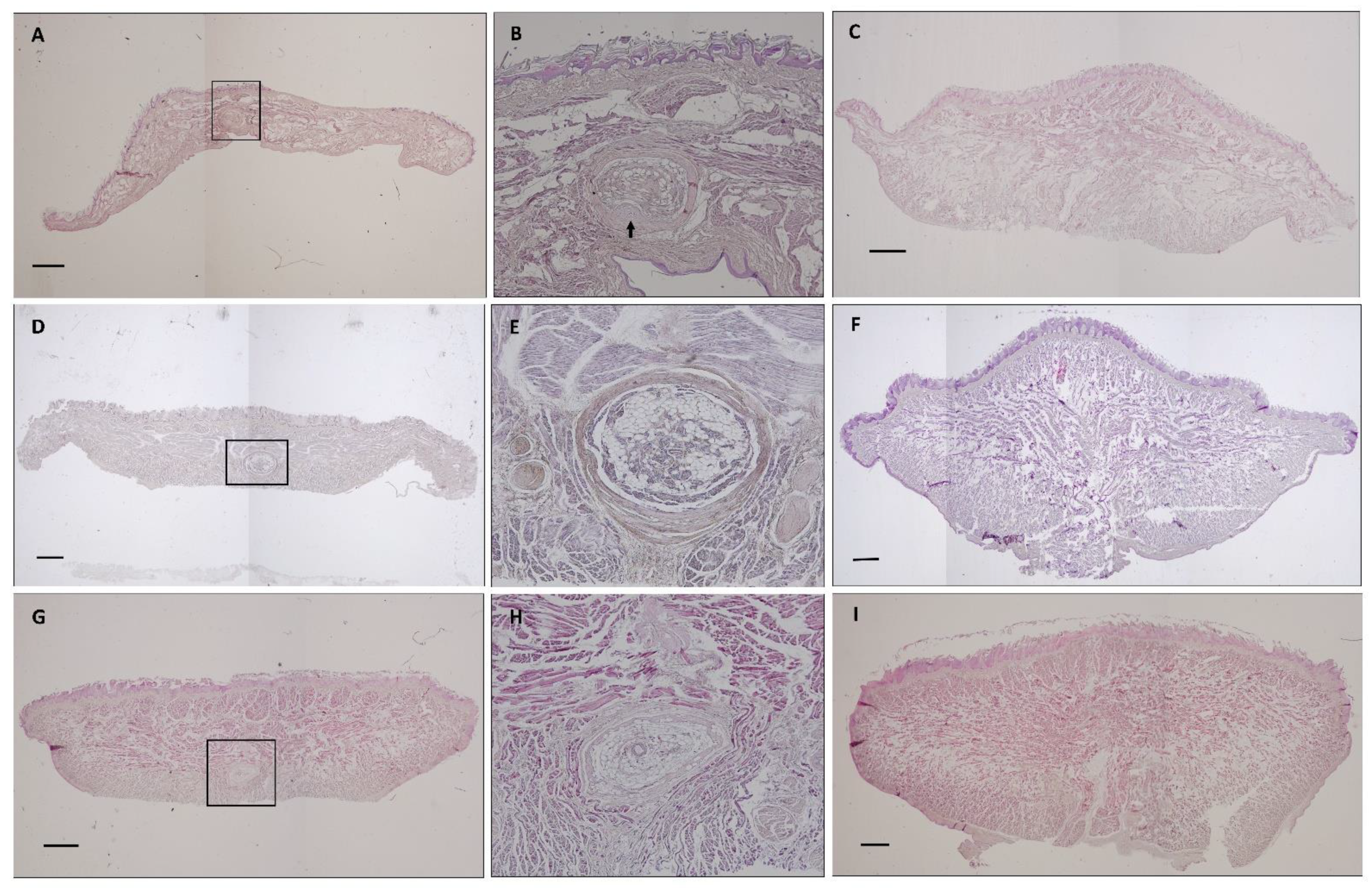 Animals 11 02811 g004