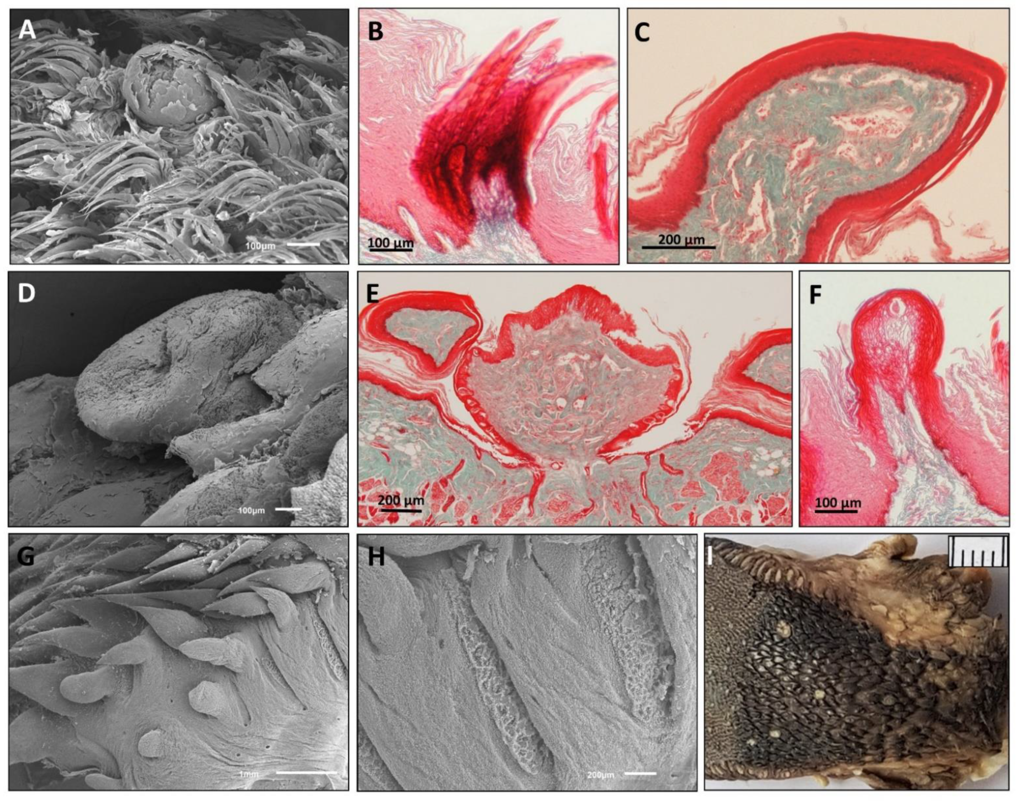 Animals 11 02811 g006