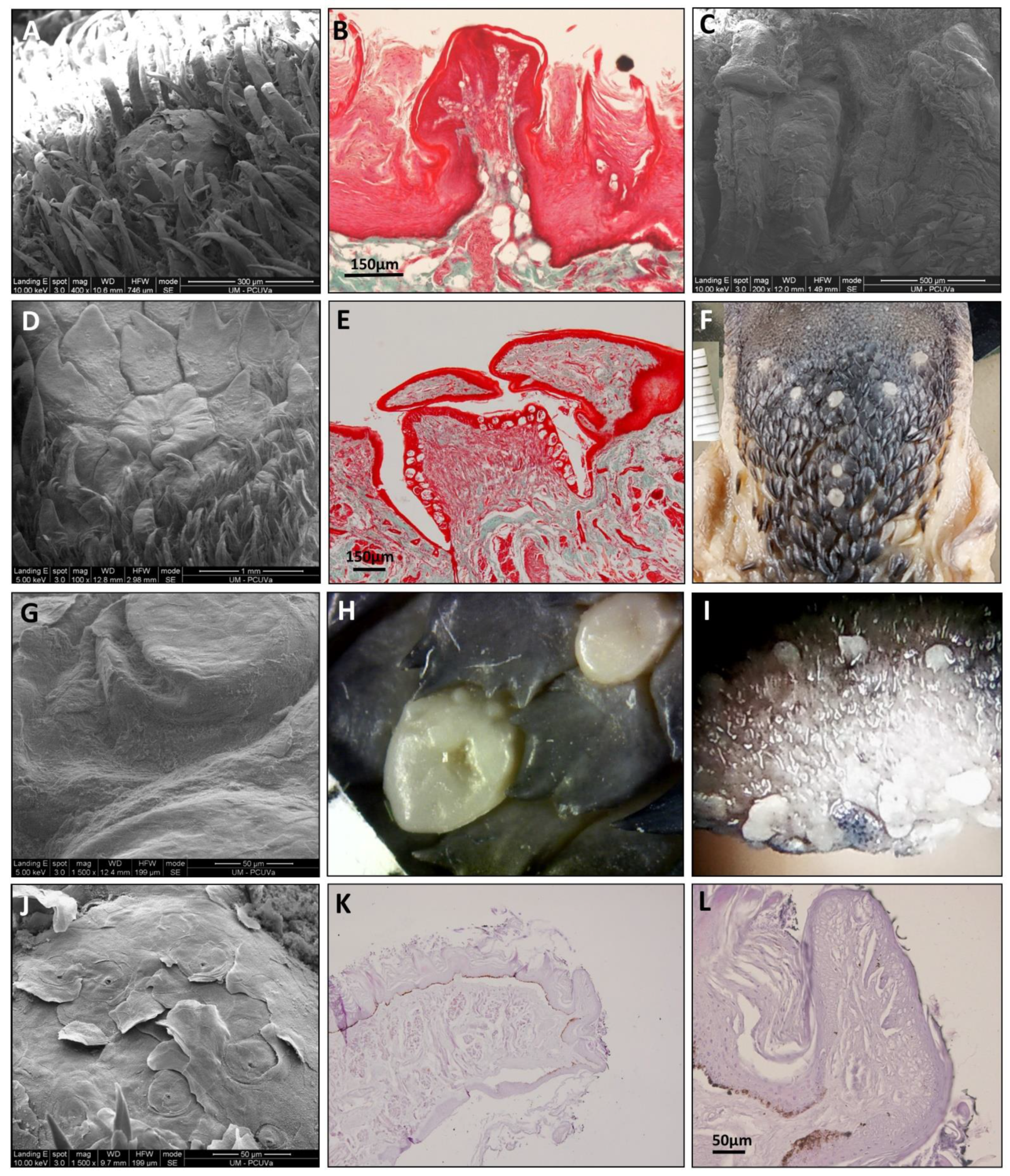 Animals 11 02811 g007