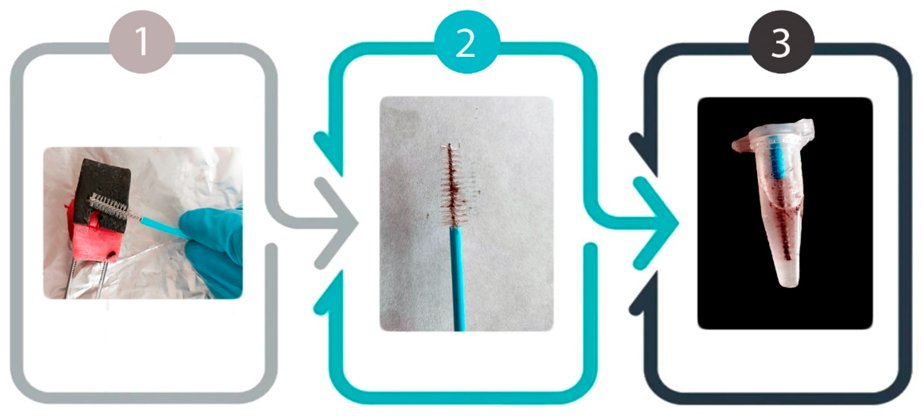 Animals 11 02814 g001