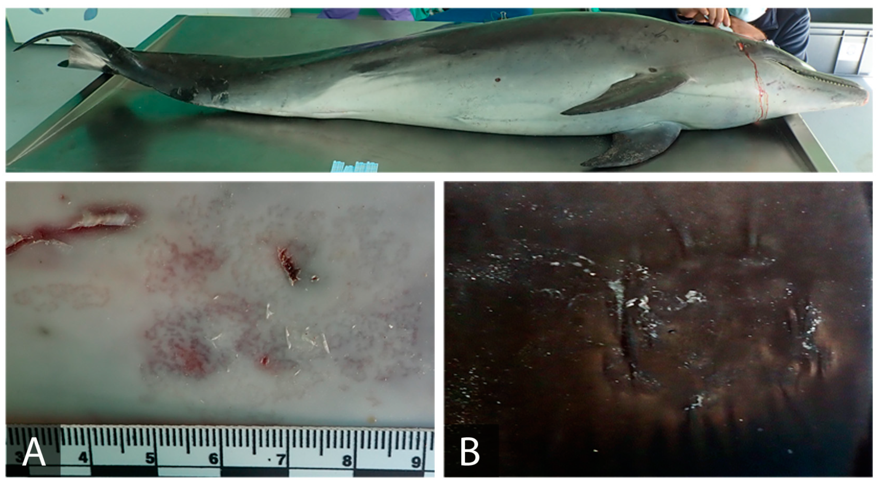 Animals 11 02814 g002