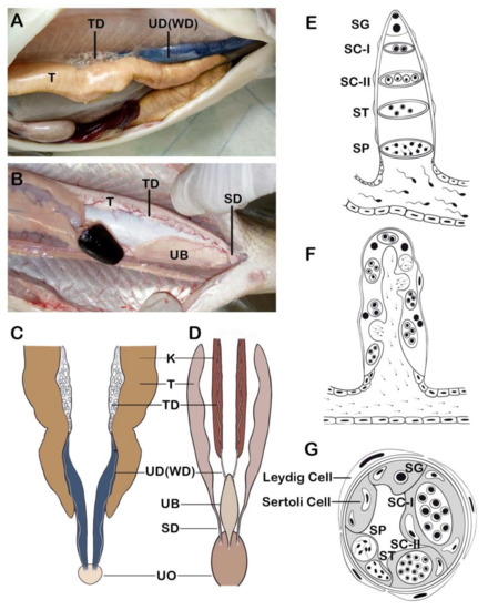 Animals | Free Full-Text | A Review on Environmental Contaminants-Related Fertility Threat in Male Fishes: Effects and Possible Mechanisms of Action Learned from Wildlife and Laboratory Studies Animals | Free Full-Text | A Review on Environmental Contaminants-Related Fertility Threat in Male Fishes: Effects and Possible Mechanisms of Action Learned from Wildlife and Laboratory Studies