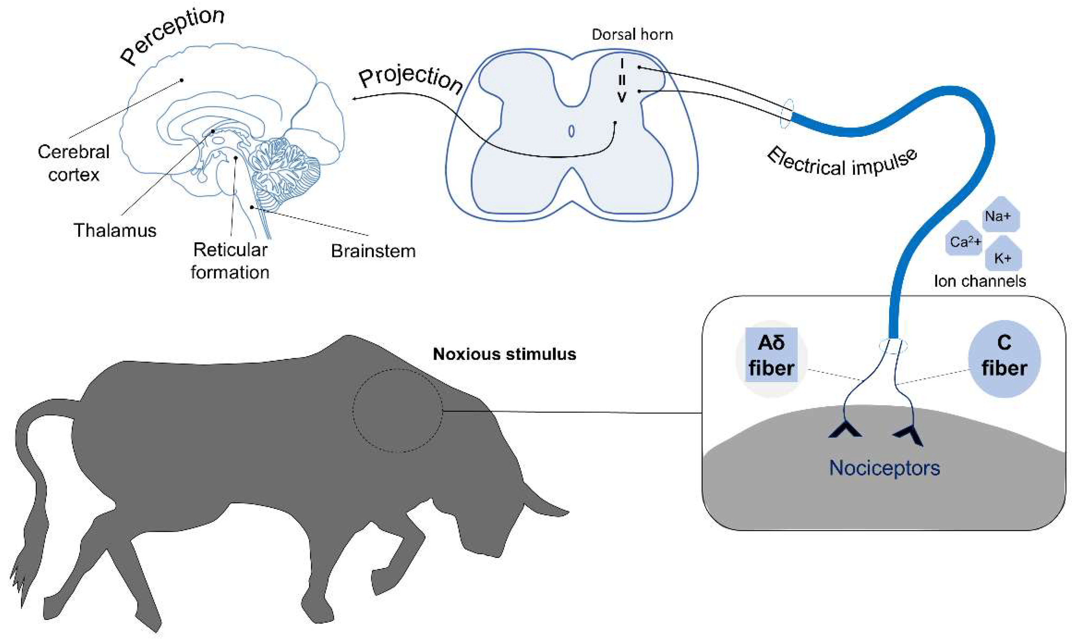 Animals | Free Full-Text | Quality of Death in Fighting Bulls during Bullfights: Neurobiology and Physiological Responses Animals | Free Full-Text | Quality of Death in Fighting Bulls during Bullfights: Neurobiology and Physiological Responses