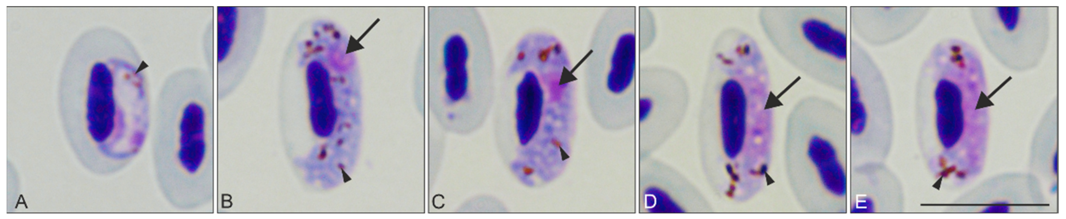 Animals 11 02824 g001 Animals 11 02824 g001