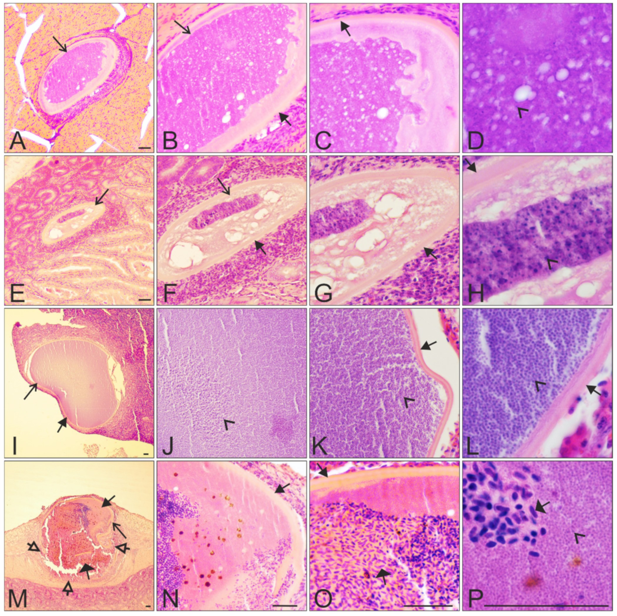 Animals 11 02824 g004 Animals 11 02824 g004