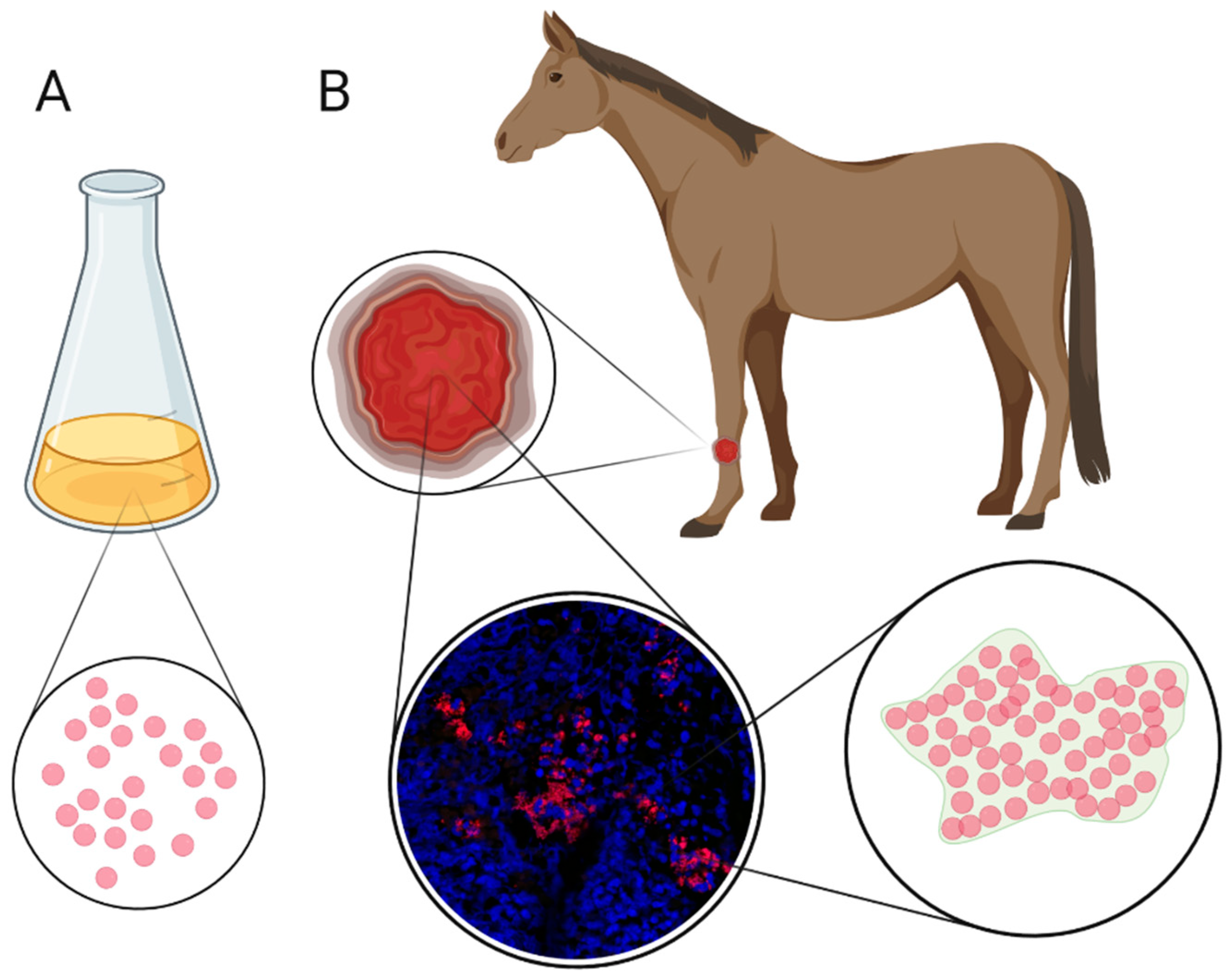 Animals 11 02825 g001