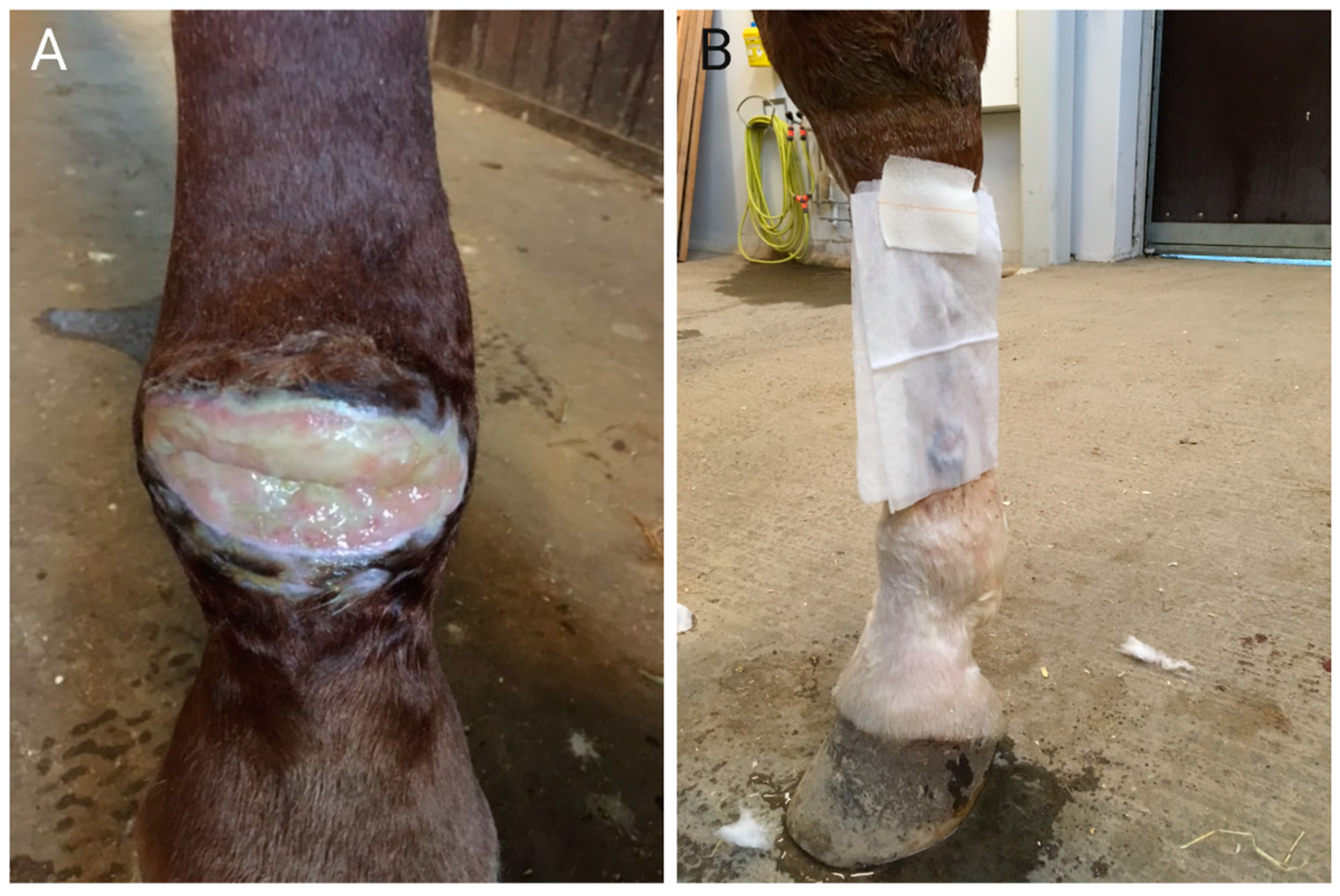 Animals 11 02825 g002