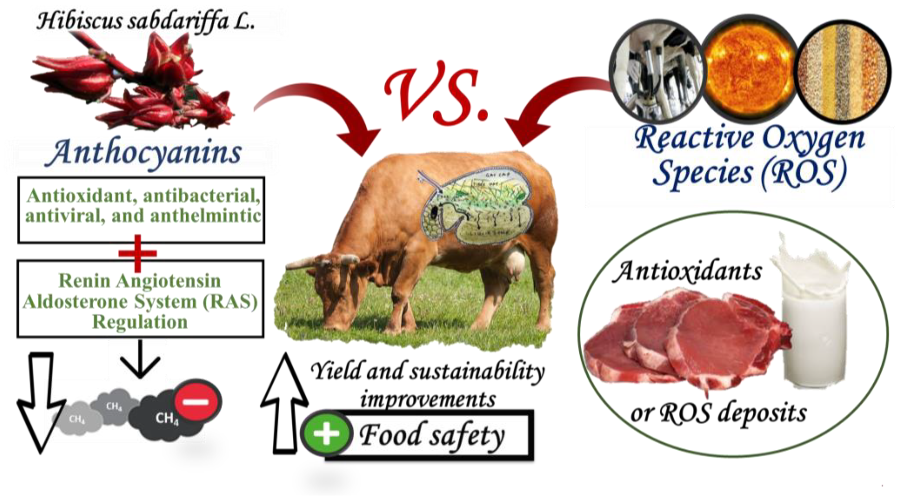 Animals Free Full Text Potential Effects Of Delphinidin 3 O Sambubioside And Cyanidin 3 O Sambubioside Of Hibiscus Sabdariffa L On Ruminant Meat And Milk Quality Html
